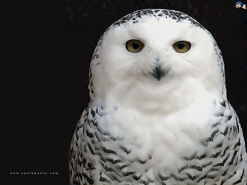 White Owl Wallpapers Wallpaper Cave