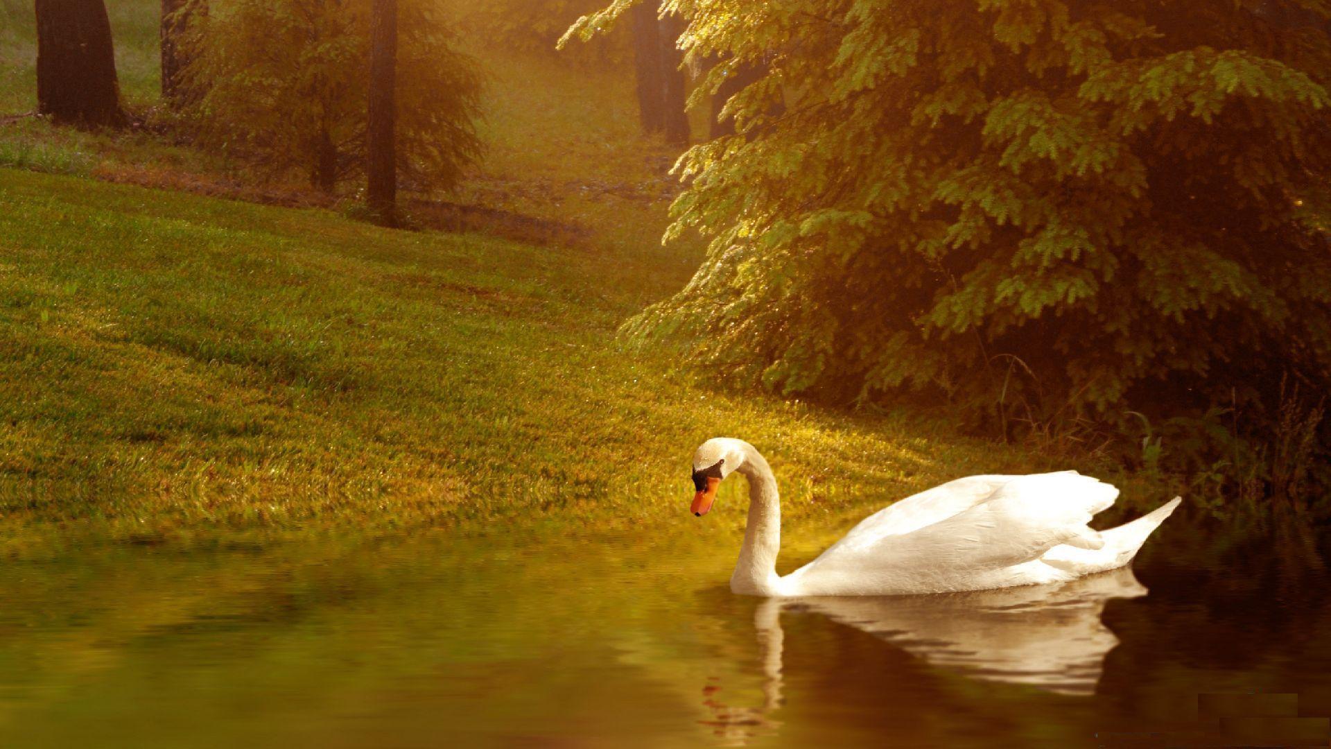 Wallpapers Lovely Wallpaper Cave