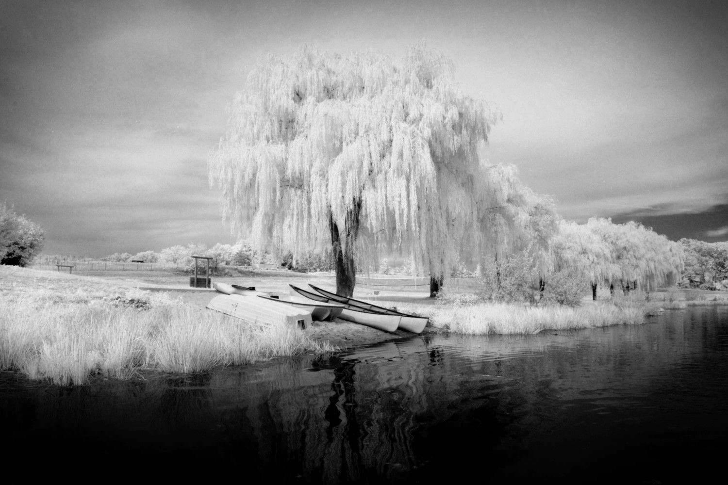 Weeping Willow Wallpapers Wallpaper Cave
