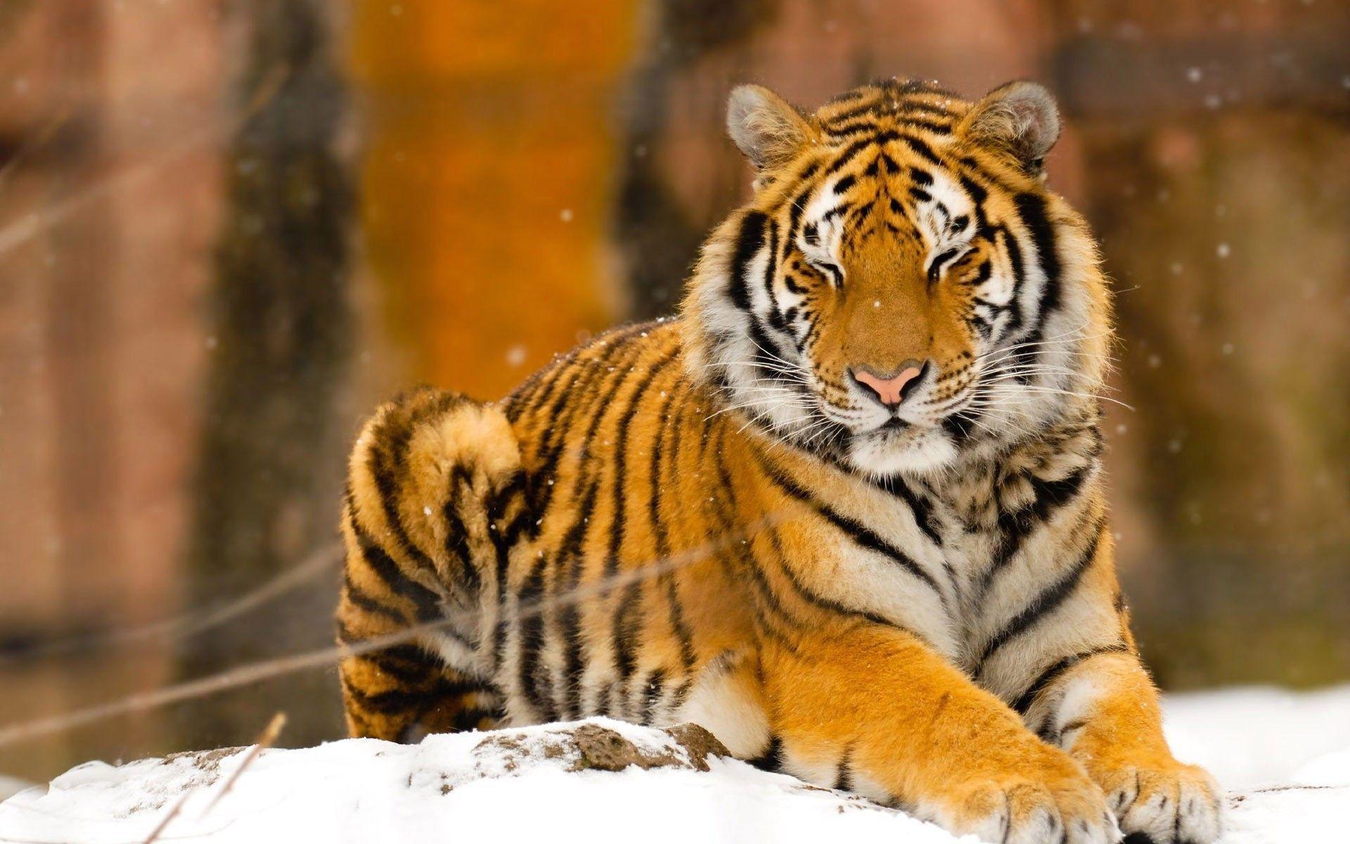 Siberian Tiger Wallpapers Wallpaper Cave