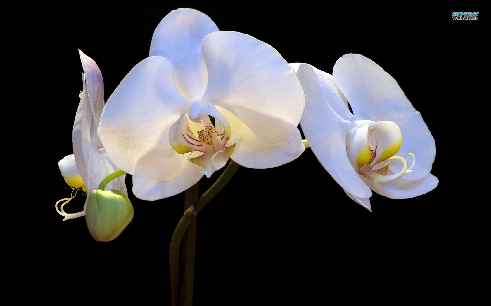 White Orchid Wallpapers Wallpaper Cave