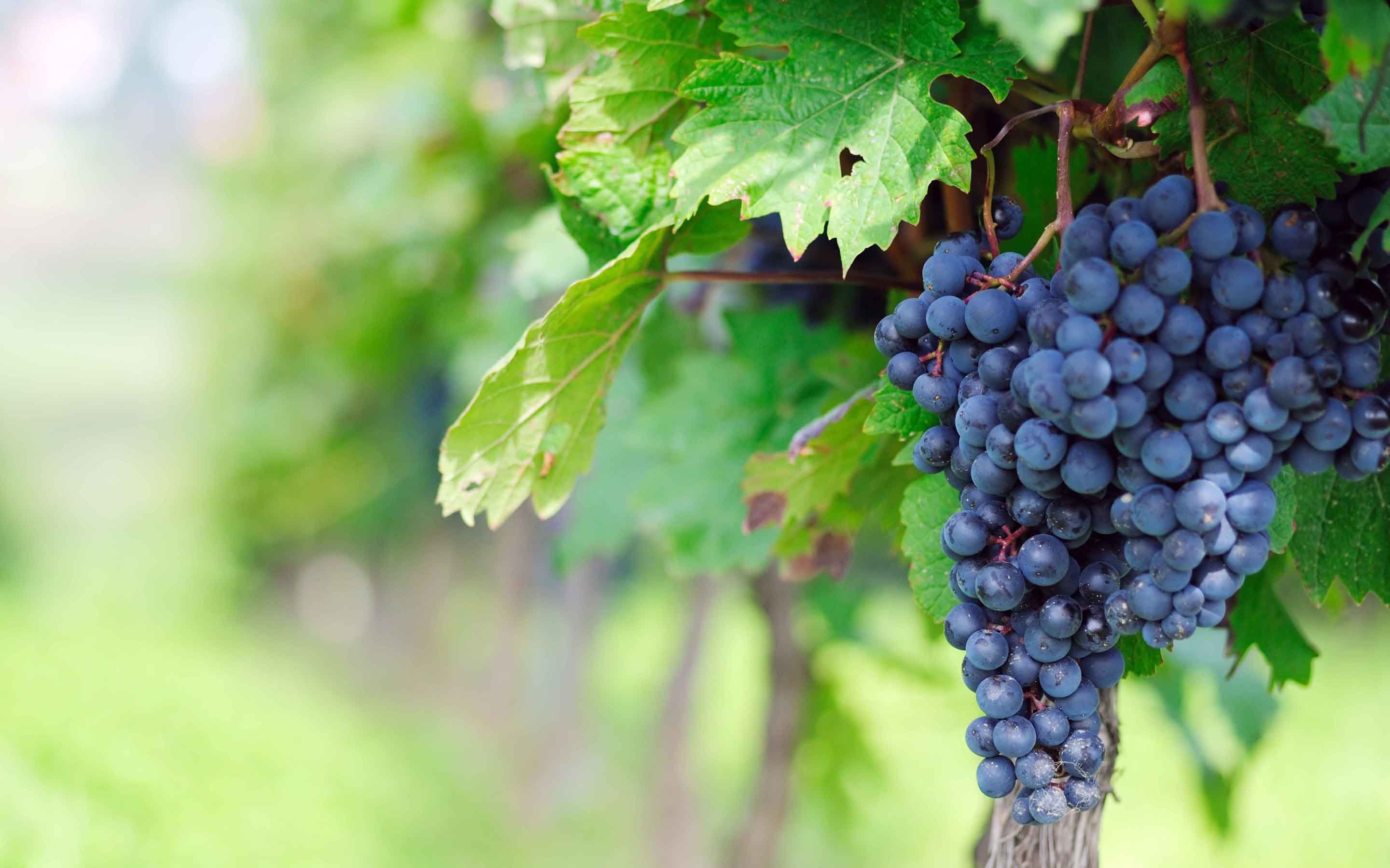 Grapes Wallpapers Wallpaper Cave