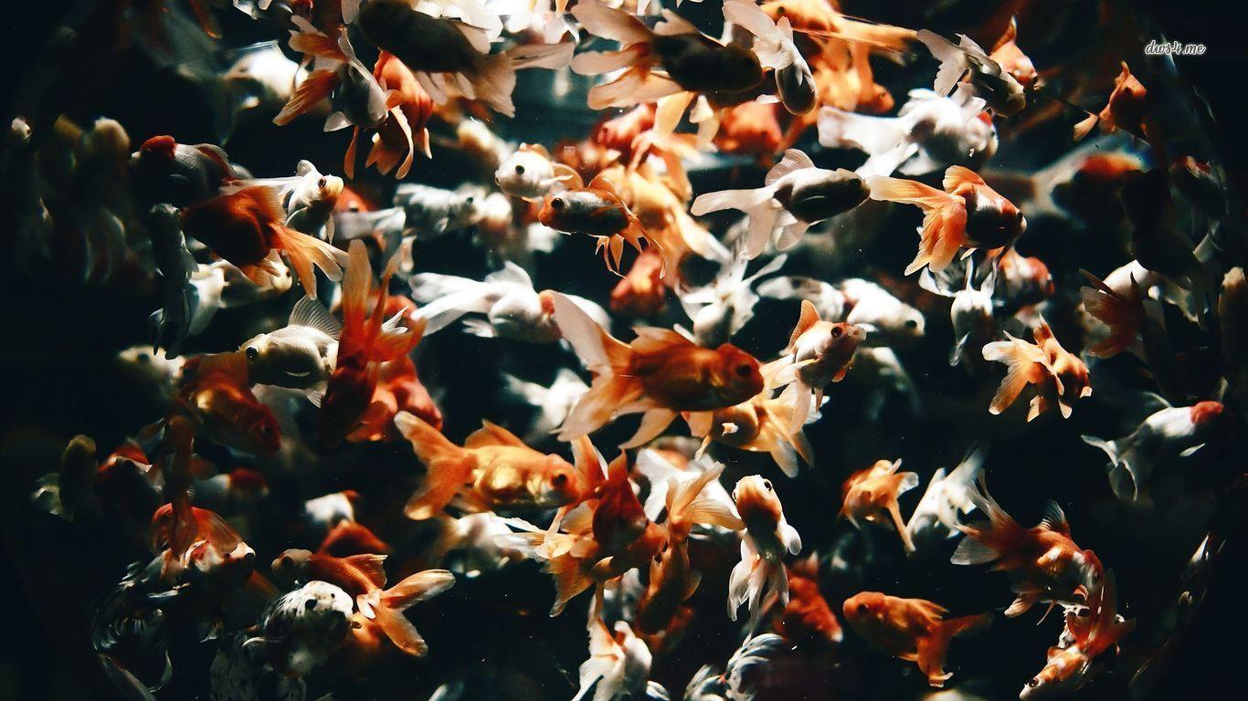 Goldfish Wallpapers Wallpaper Cave