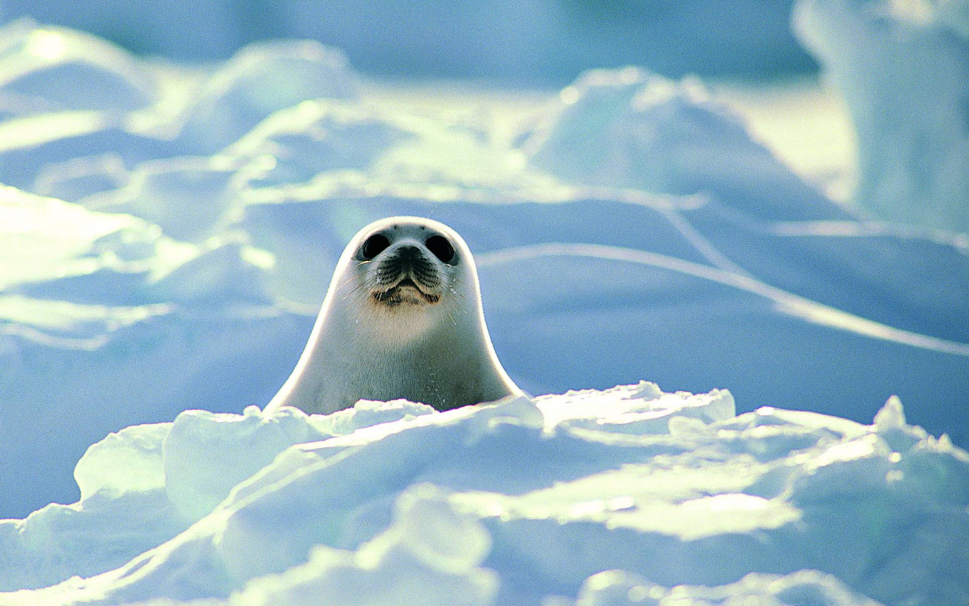 Baby Seal Wallpapers Wallpaper Cave