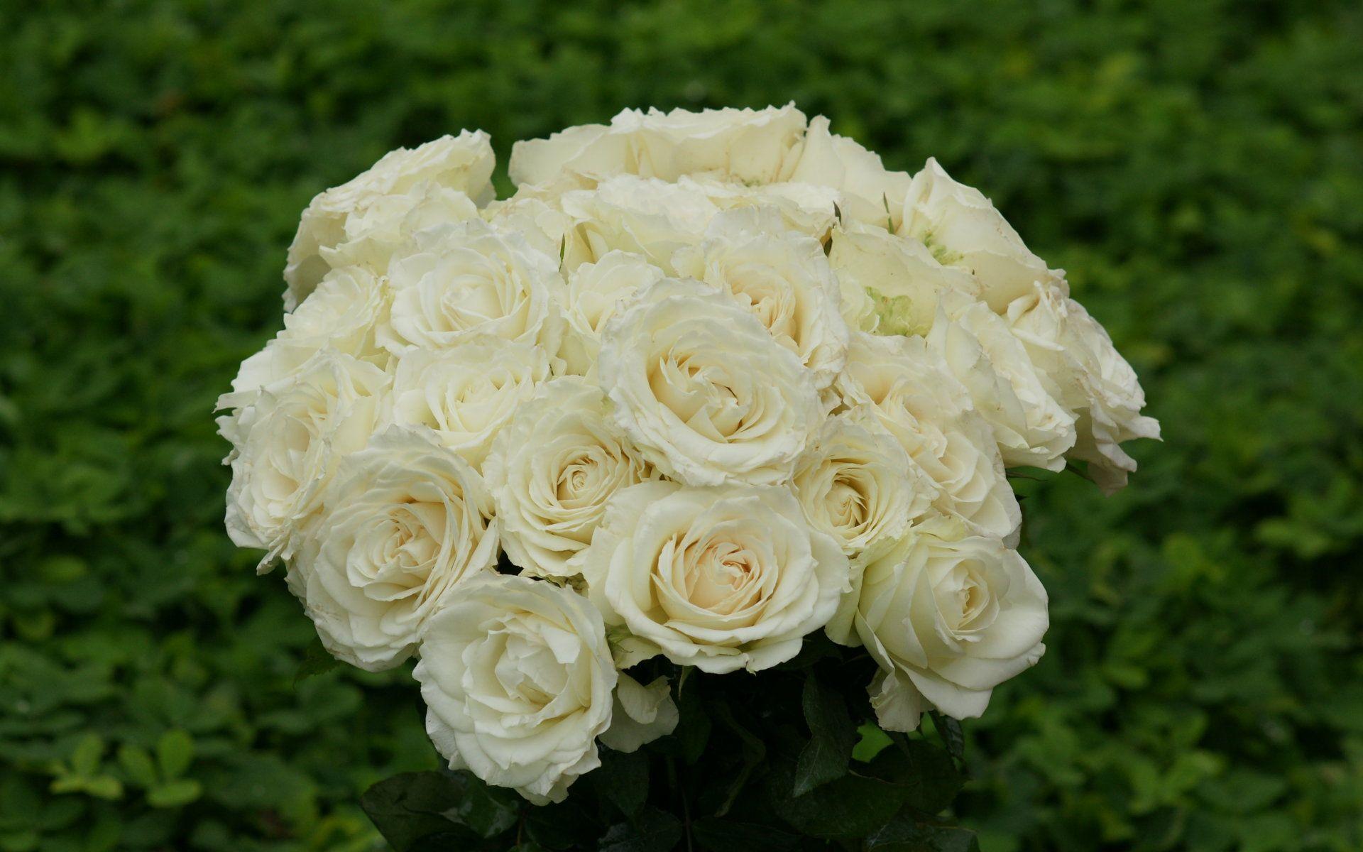 White Roses Wallpapers Wallpaper Cave