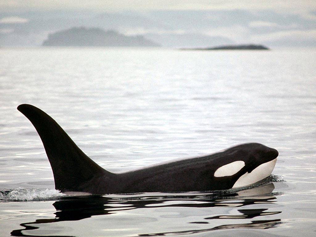Killer Whales Wallpapers Wallpaper Cave