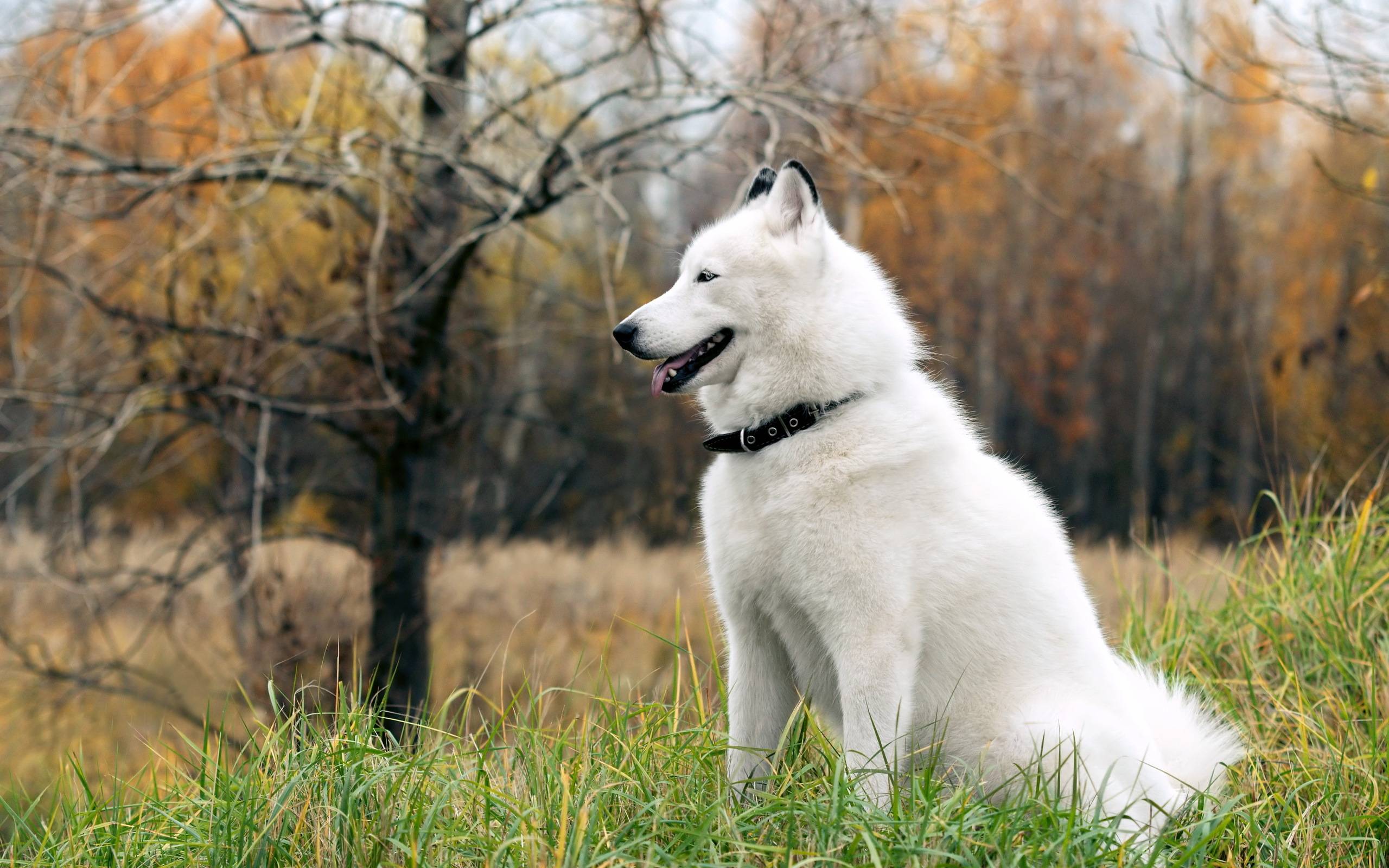 Husky Dog Wallpapers - Wallpaper Cave