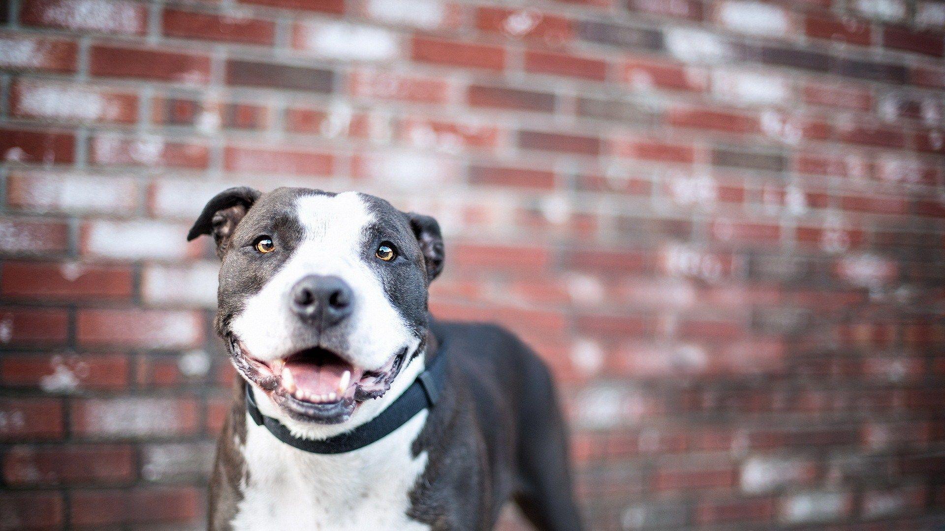 Pitbull Dog Wallpapers Wallpaper Cave