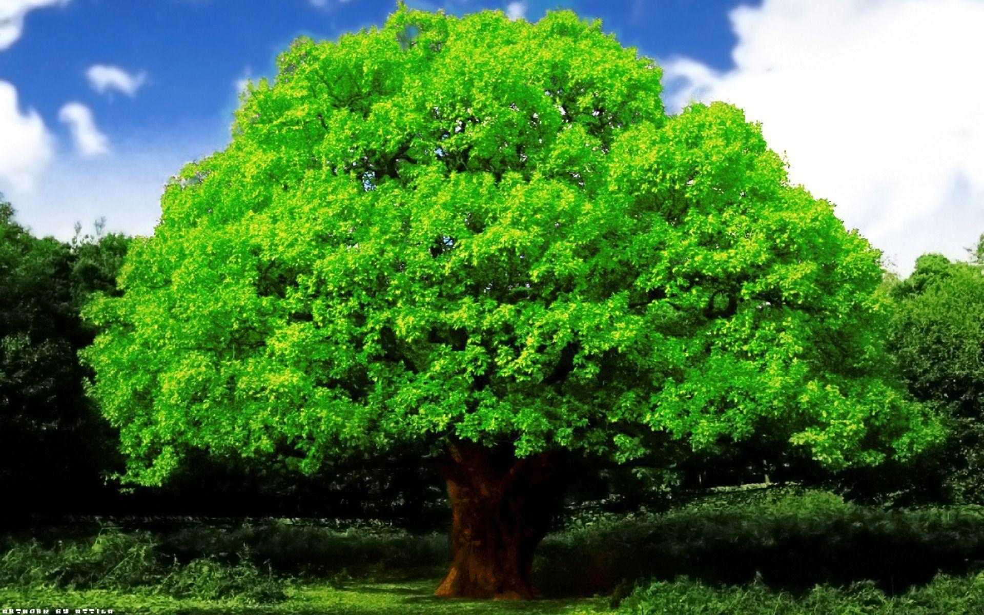 Oak Tree Wallpapers Wallpaper Cave