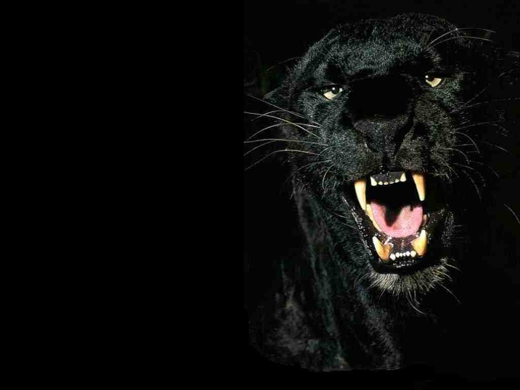 Black Cheetah Backgrounds Wallpaper Cave