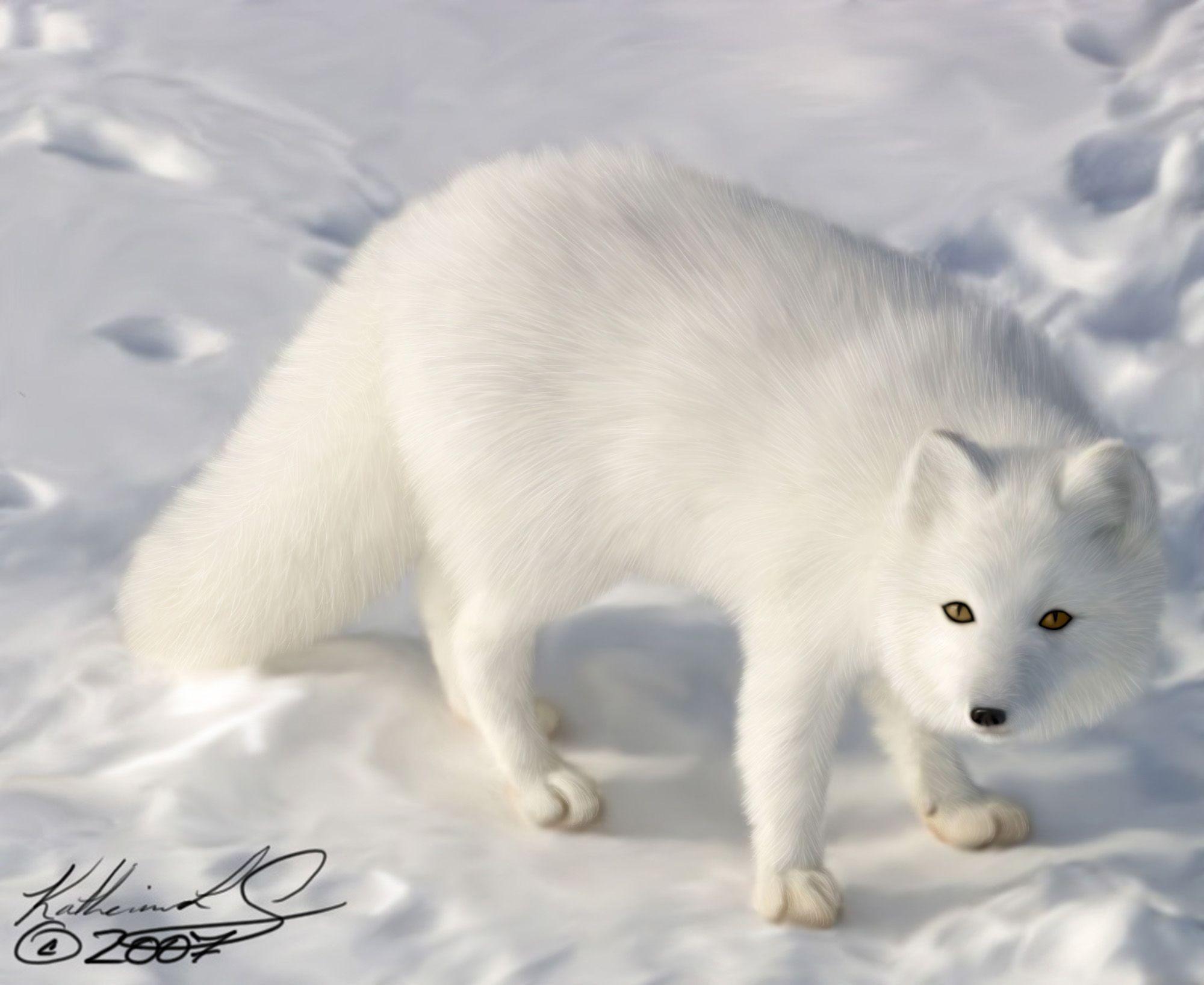 Arctic Fox Wallpapers Wallpaper Cave