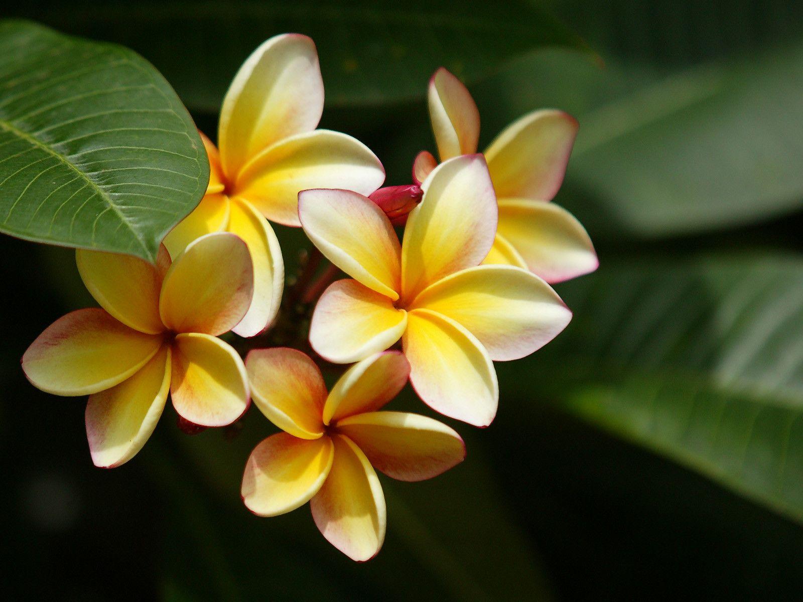 Plumeria Wallpapers Wallpaper Cave