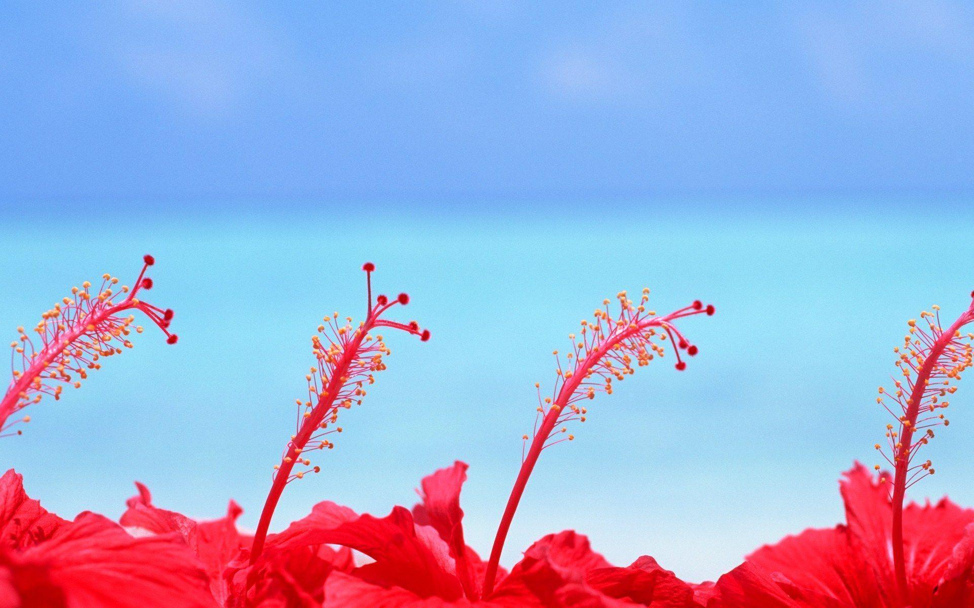 Hibiscus Flower Wallpapers Wallpaper Cave