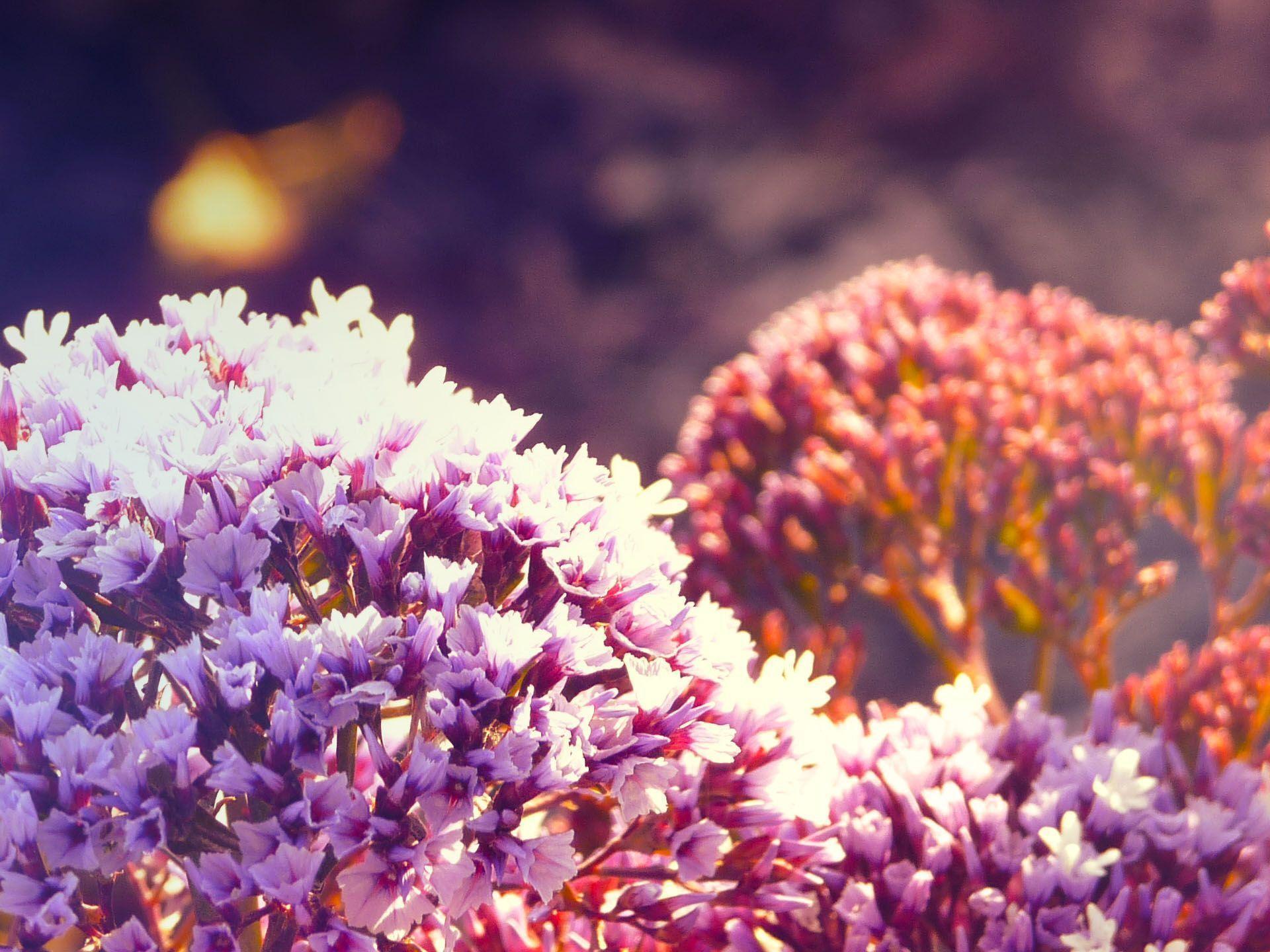 Bright Flower Wallpapers Wallpaper Cave