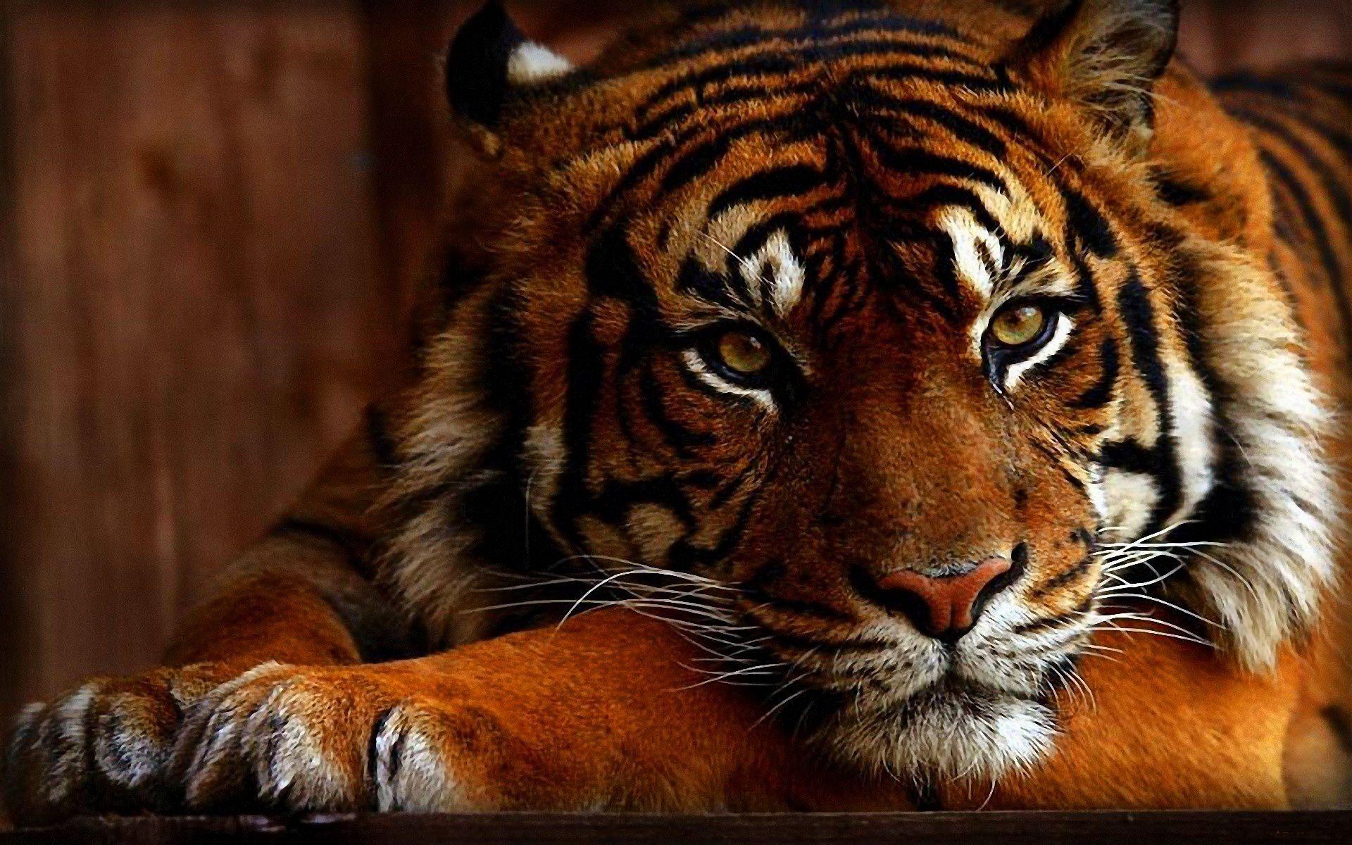 Tiger Face Wallpapers Wallpaper Cave