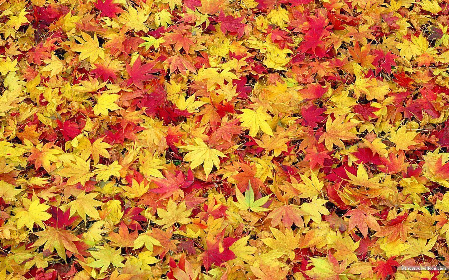 Fall Foliage Wallpapers For Desktop Wallpaper Cave