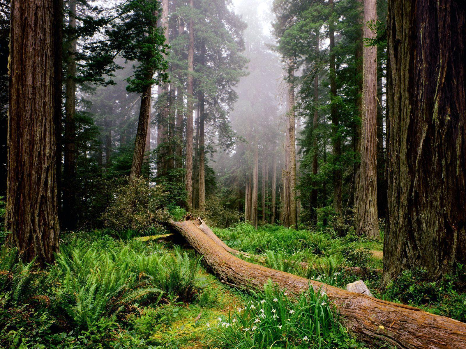 Redwood Forest Wallpapers Wallpaper Cave