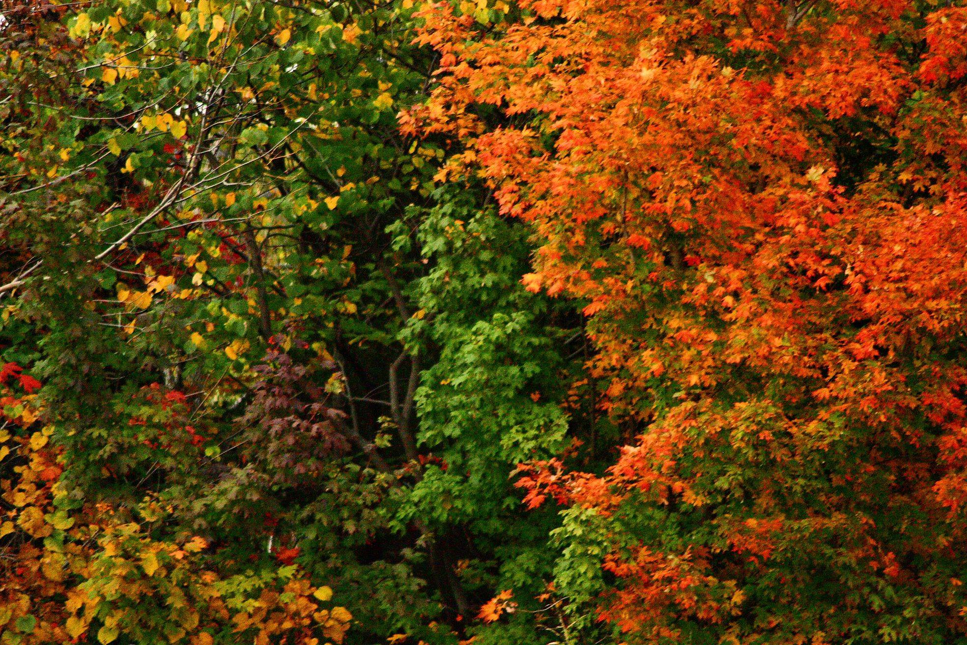Fall Colors Backgrounds Wallpaper Cave