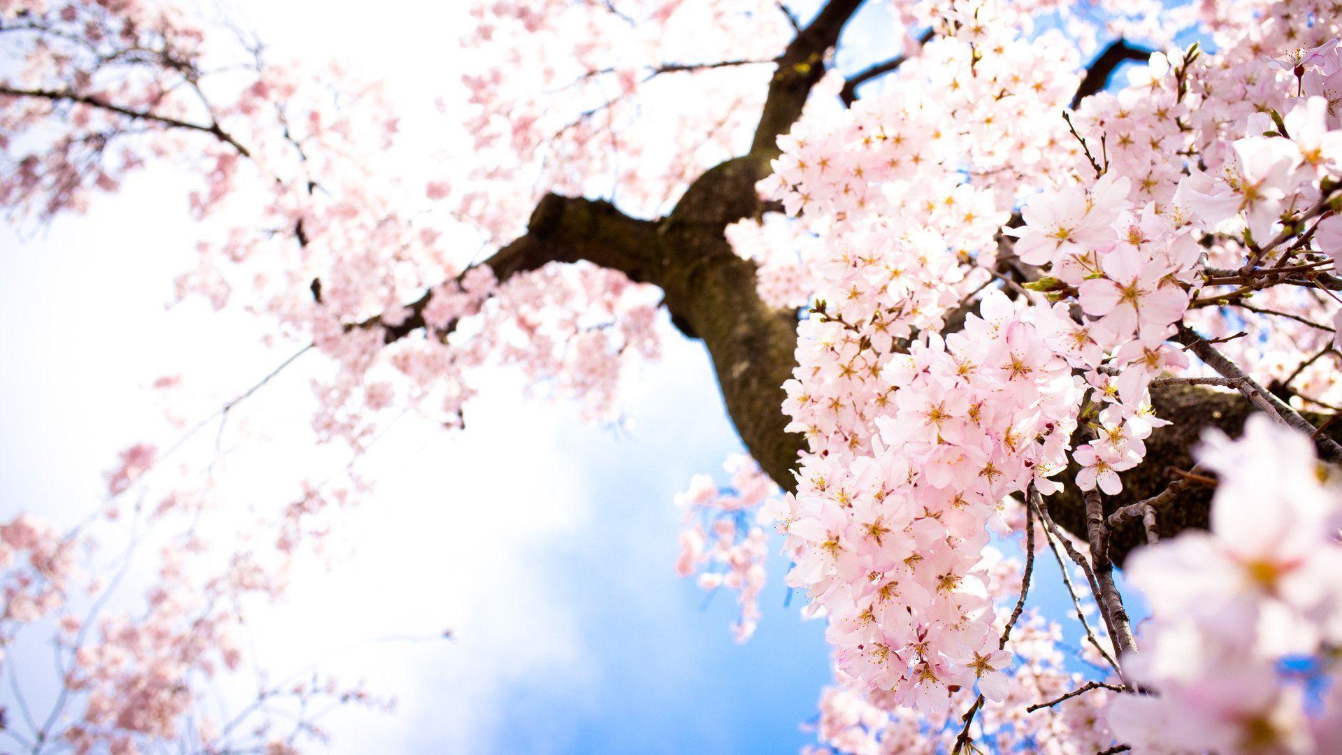 Sakura Flower Wallpapers - Wallpaper Cave