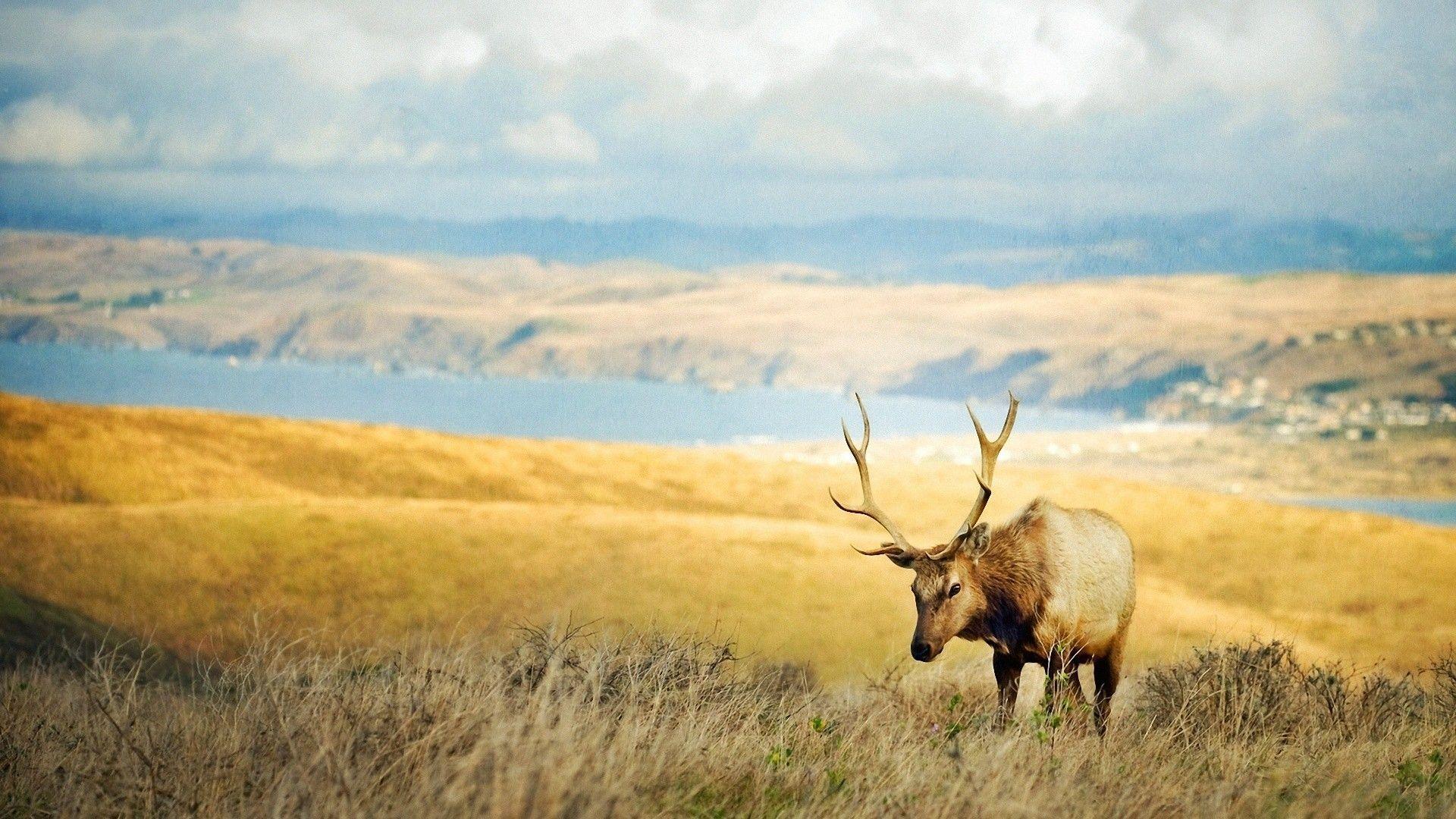 Elk Wallpapers Wallpaper Cave