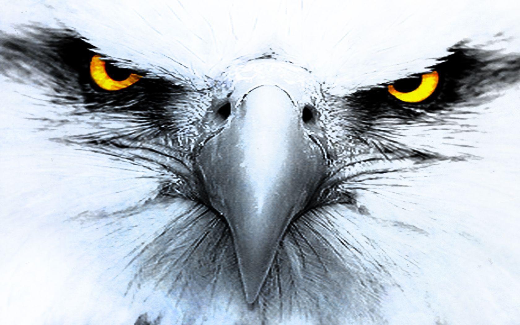 Eagle Backgrounds Pictures Wallpaper Cave