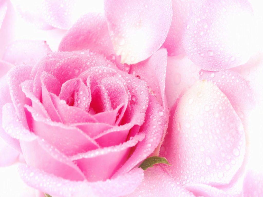 Beautiful Pink Wallpapers Wallpaper Cave