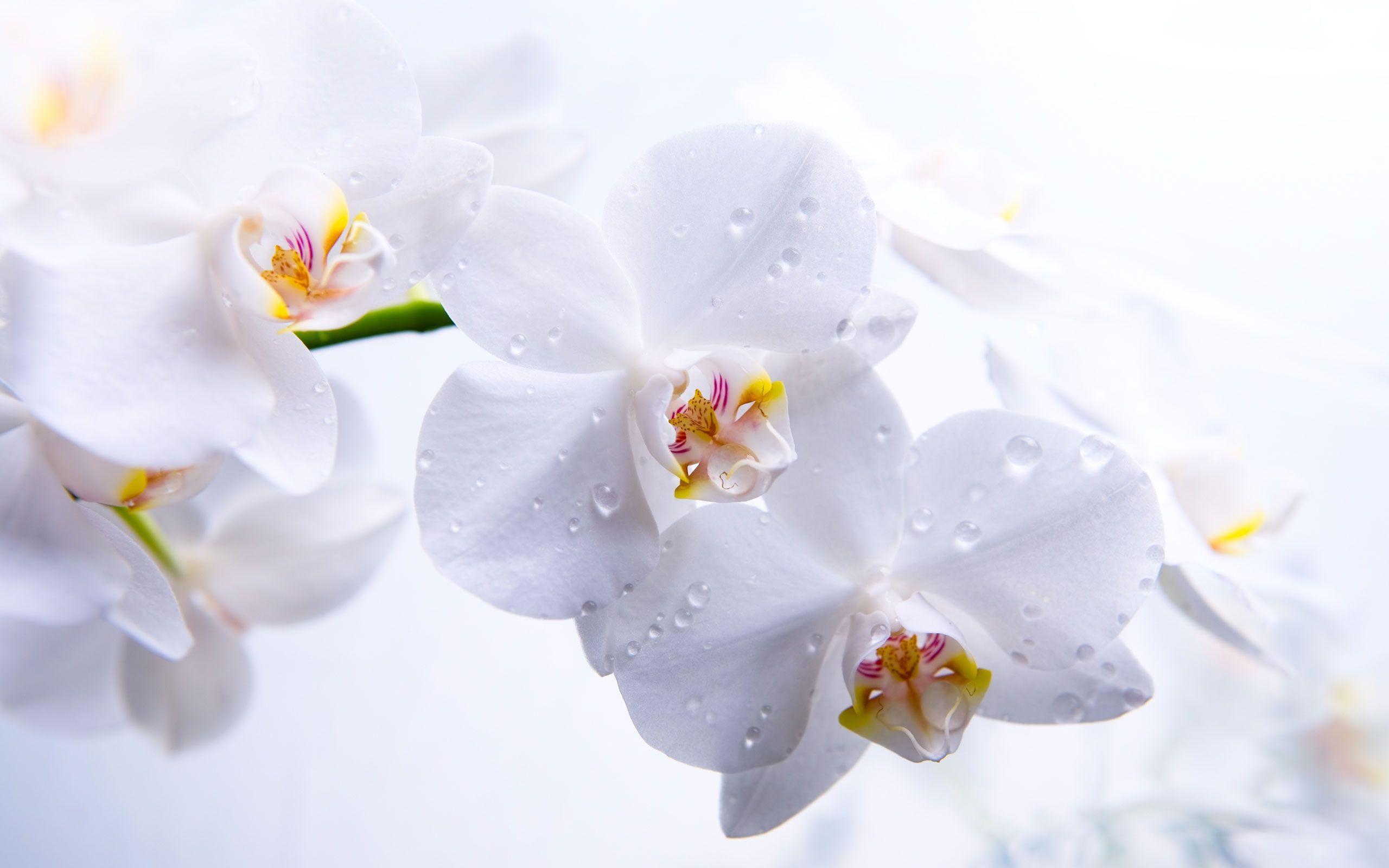 White Orchid Wallpapers Wallpaper Cave