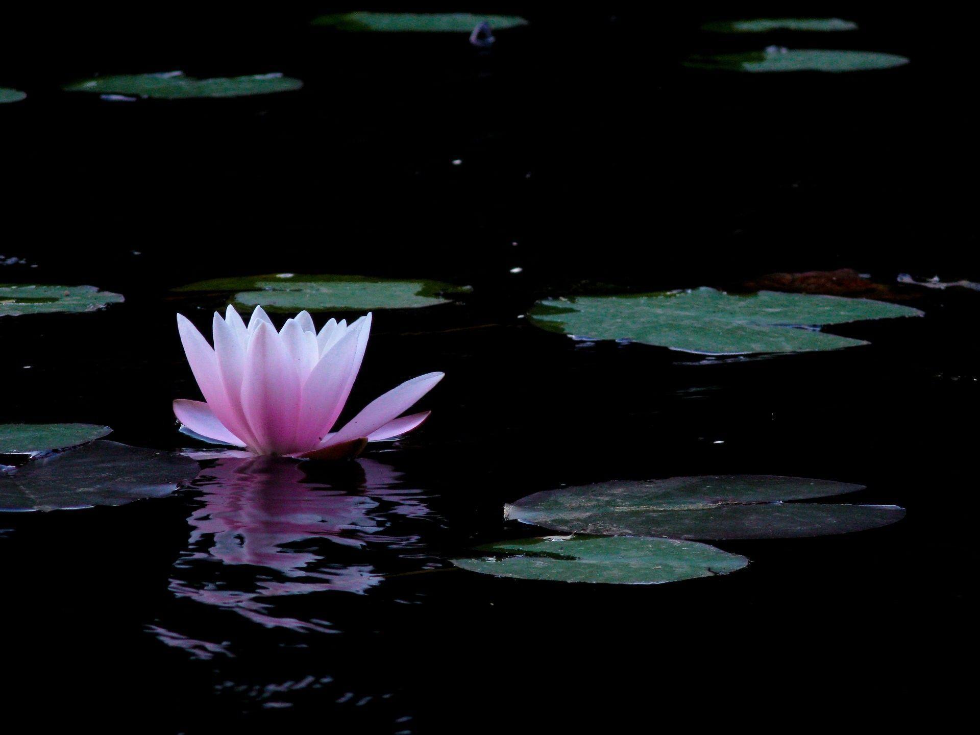 Lotus Flower Wallpapers Wallpaper Cave