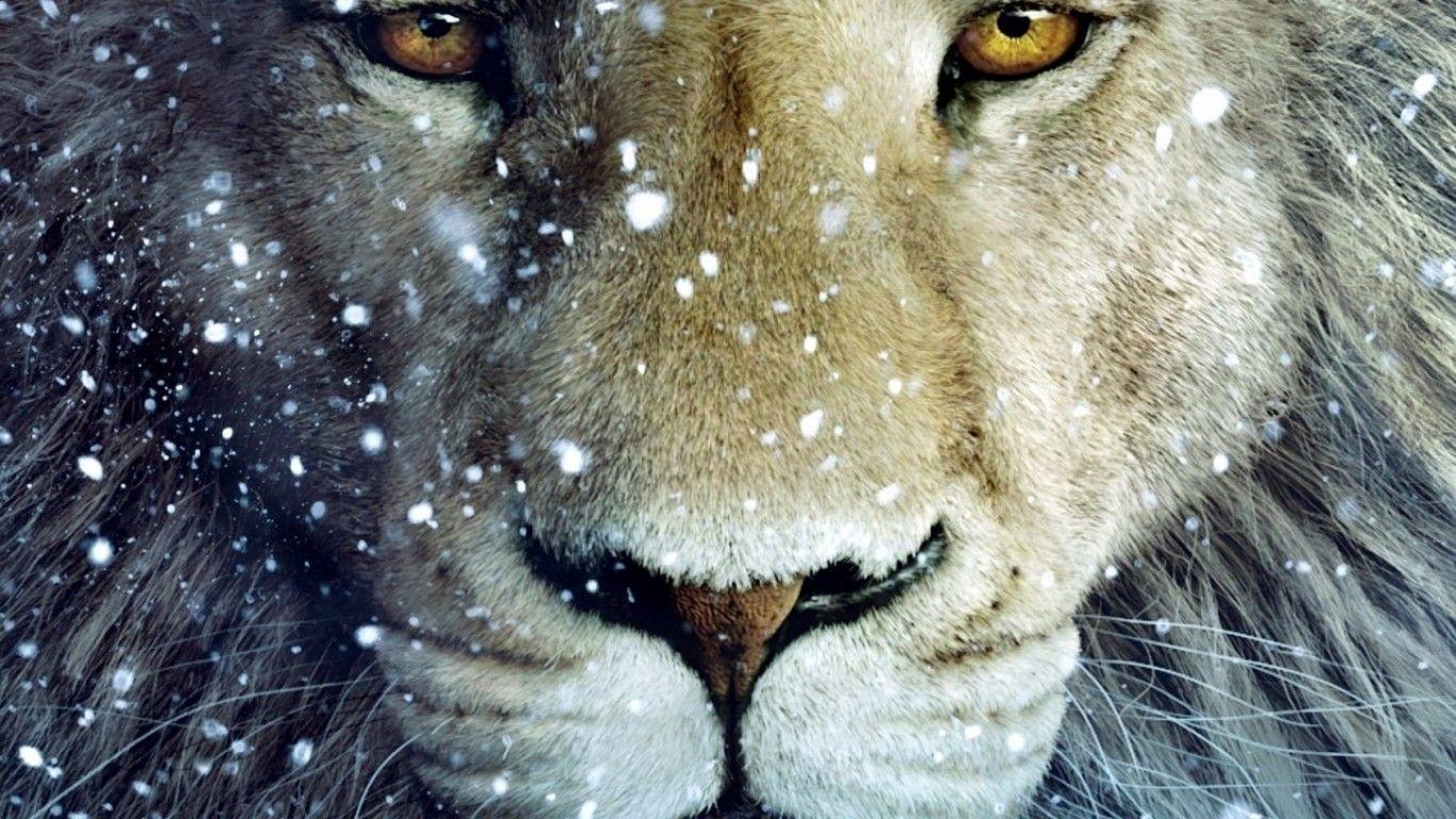 Wallpapers White Lion Wallpaper Cave