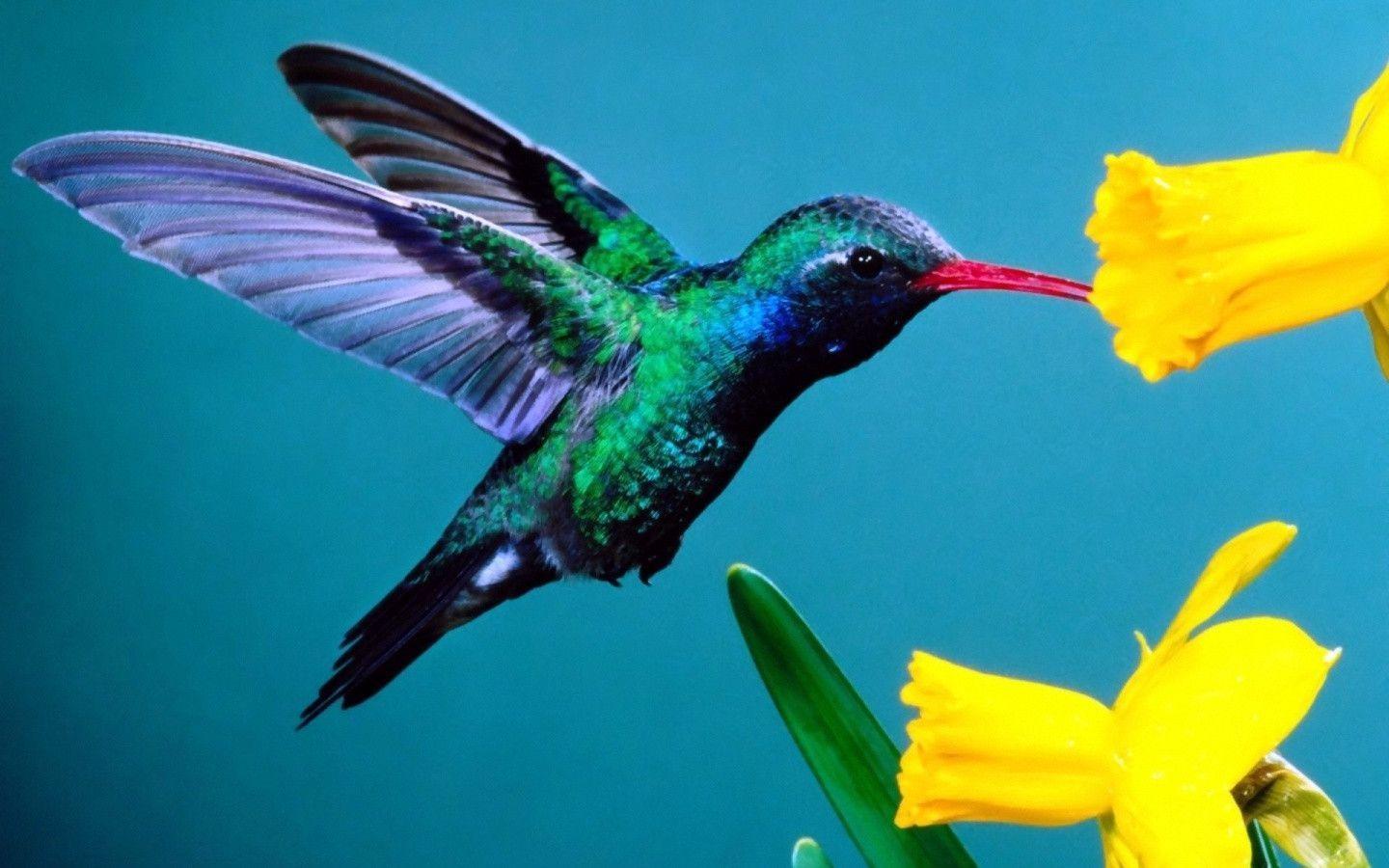 Free Hummingbird Wallpapers Wallpaper Cave