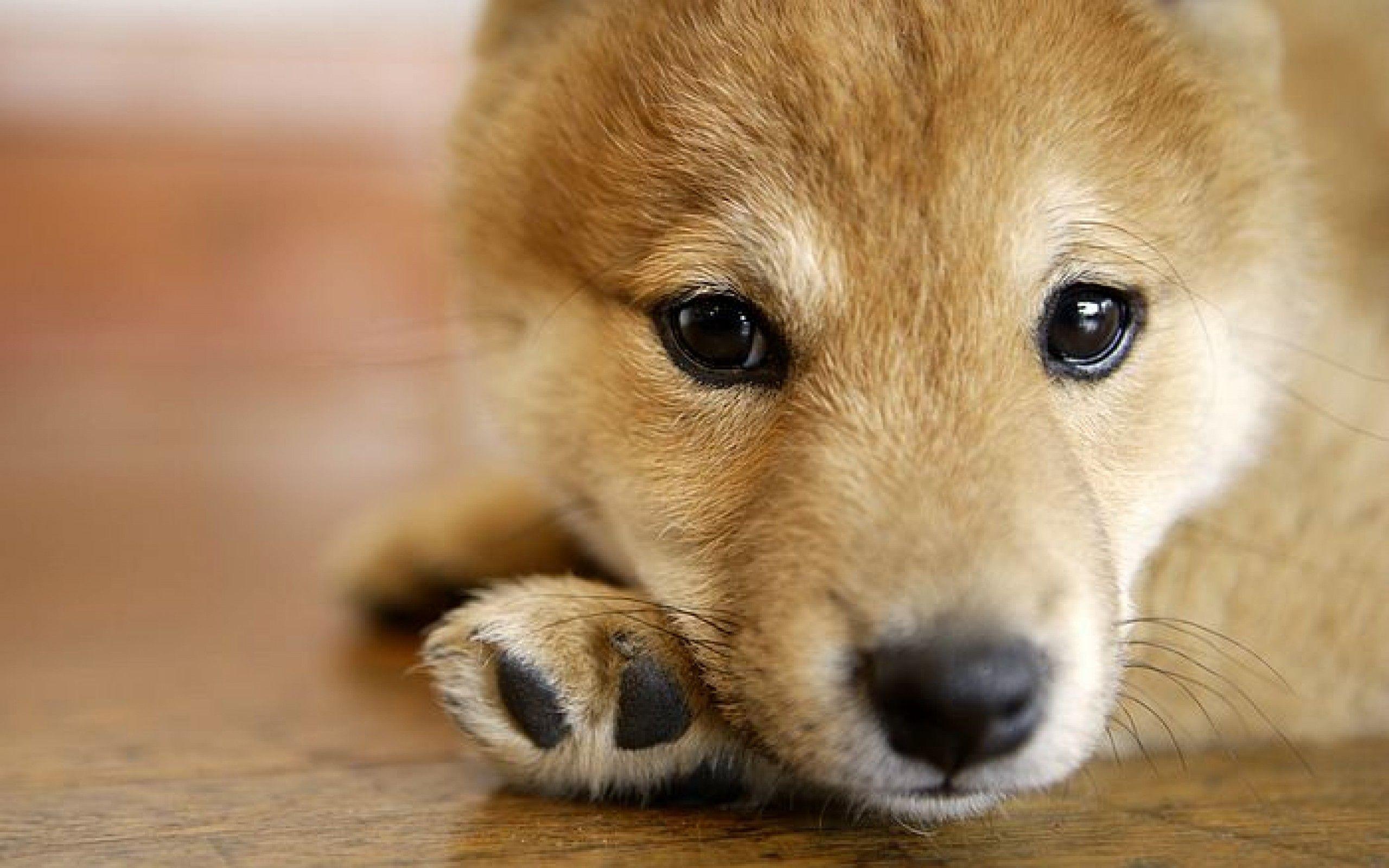 Shiba Inu Wallpapers Wallpaper Cave