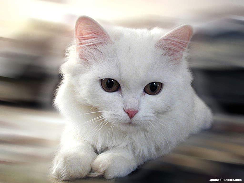 White Cat Wallpapers Wallpaper Cave
