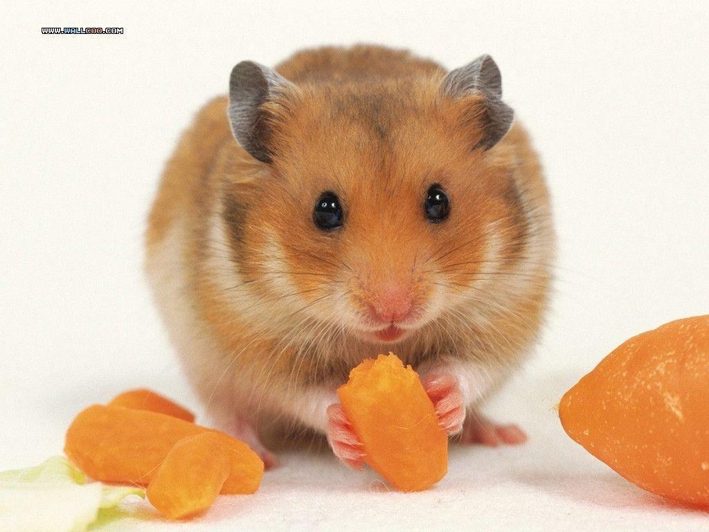 Cute Hamster Wallpapers Wallpaper Cave