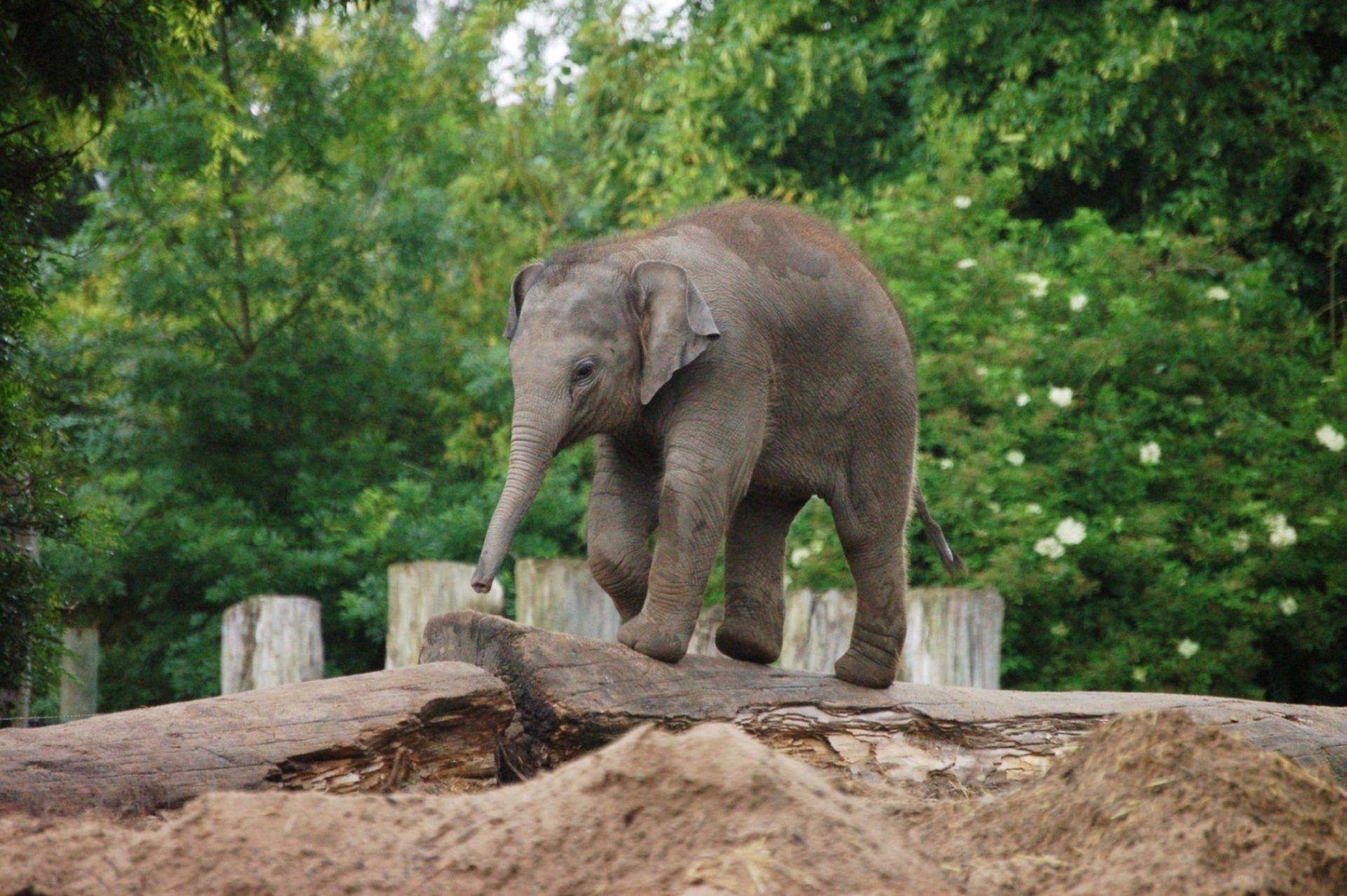 Baby Elephant Wallpapers Wallpaper Cave