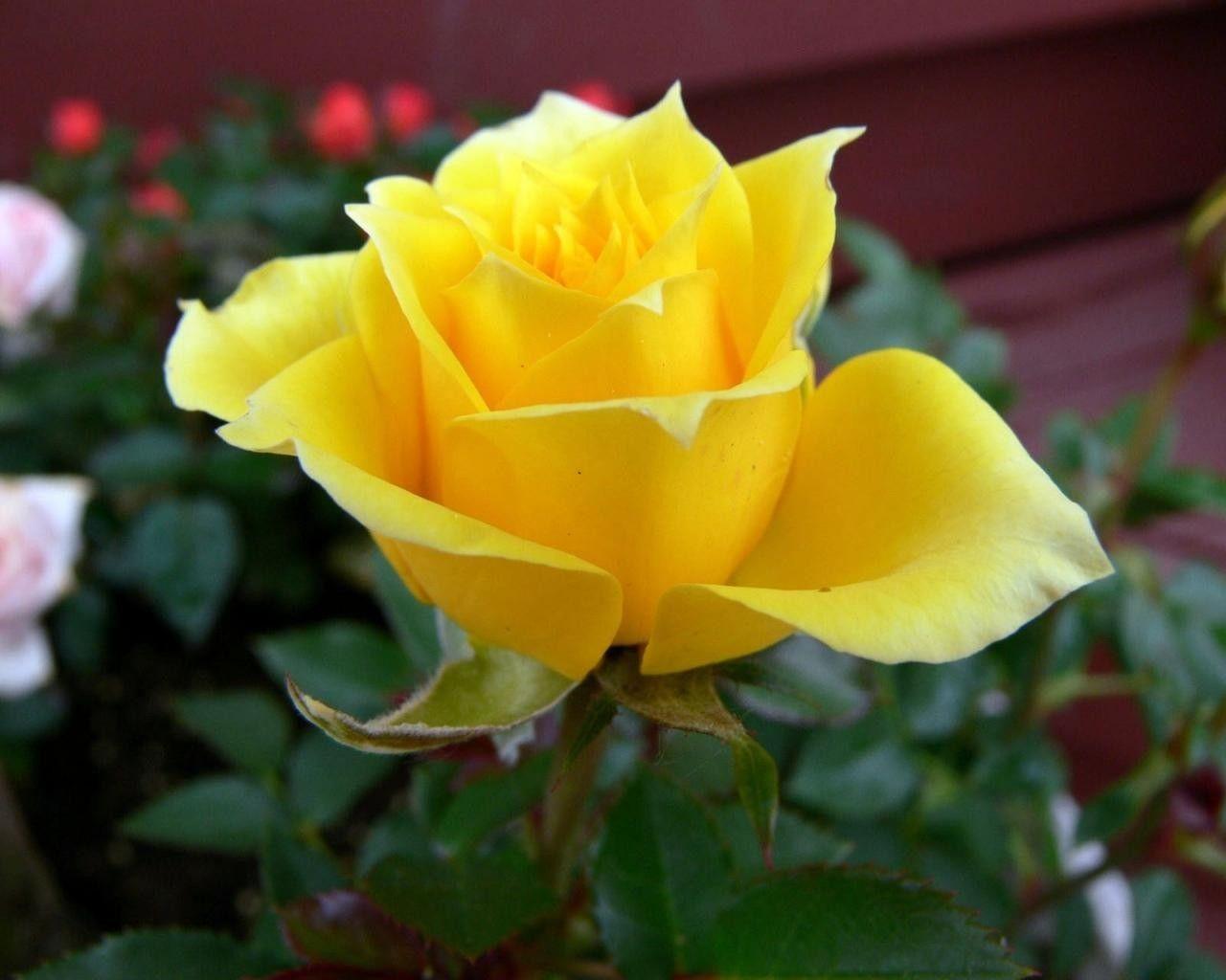 Yellow Rose 3D Wallpaper Hd 47+ Yellow Roses Desktop Wallpaper on