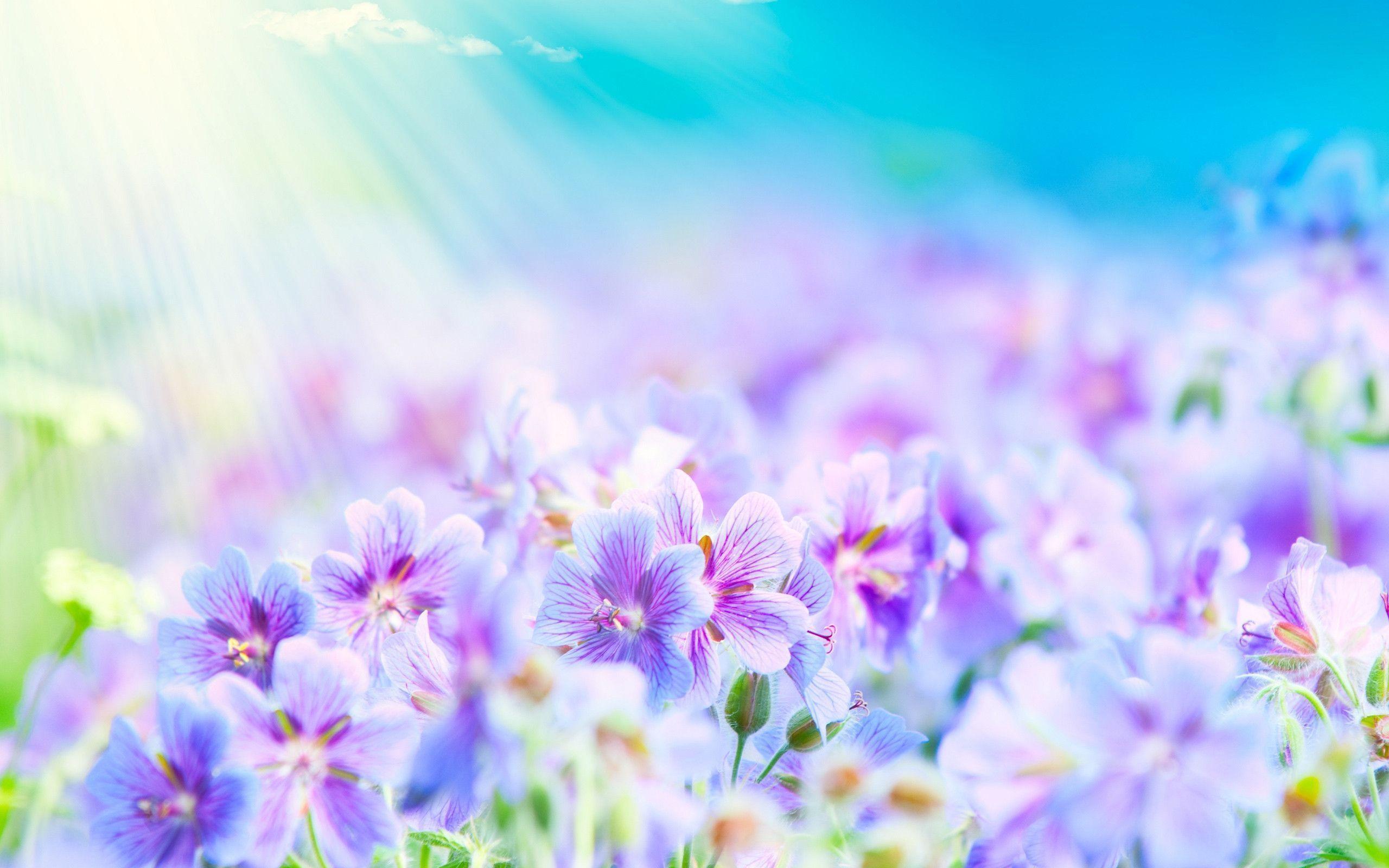 Summer Flower Wallpapers Wallpaper Cave