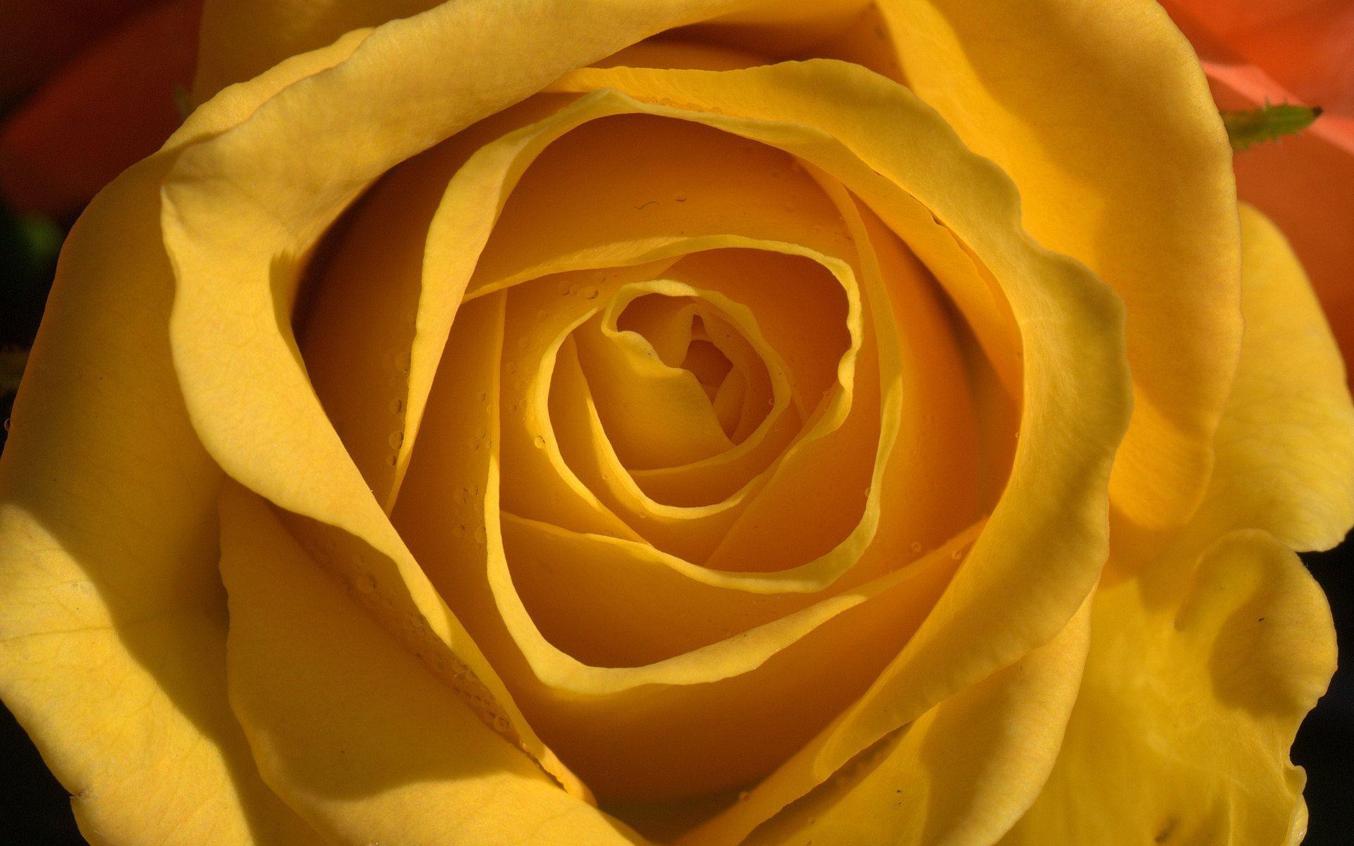 Yellow Rose Wallpaper Hd 3D Yellow Rose Backgrounds