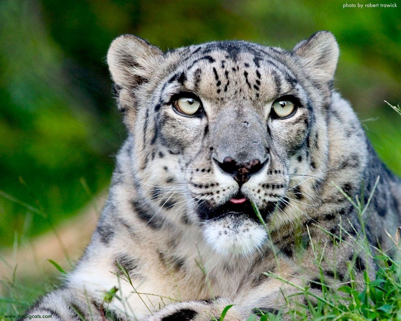 Big Cat Wallpapers Wallpaper Cave