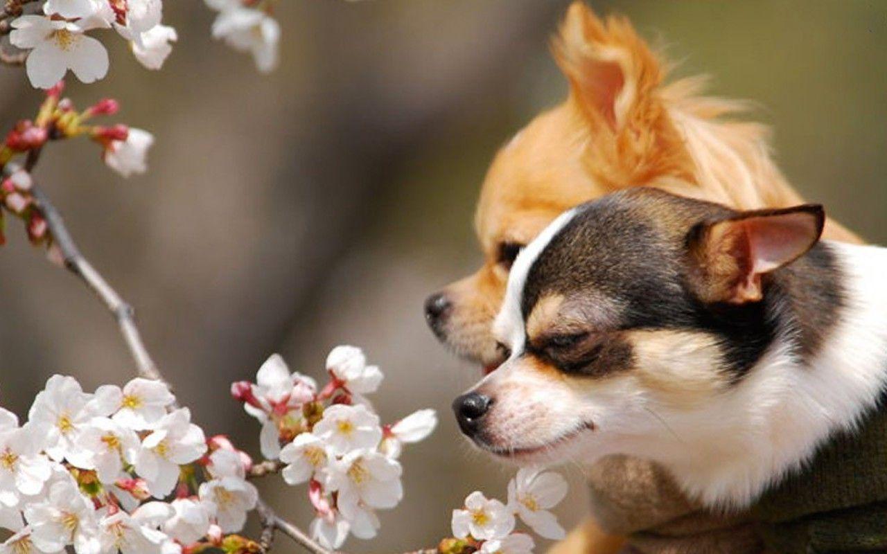Chihuahua Wallpapers Wallpaper Cave