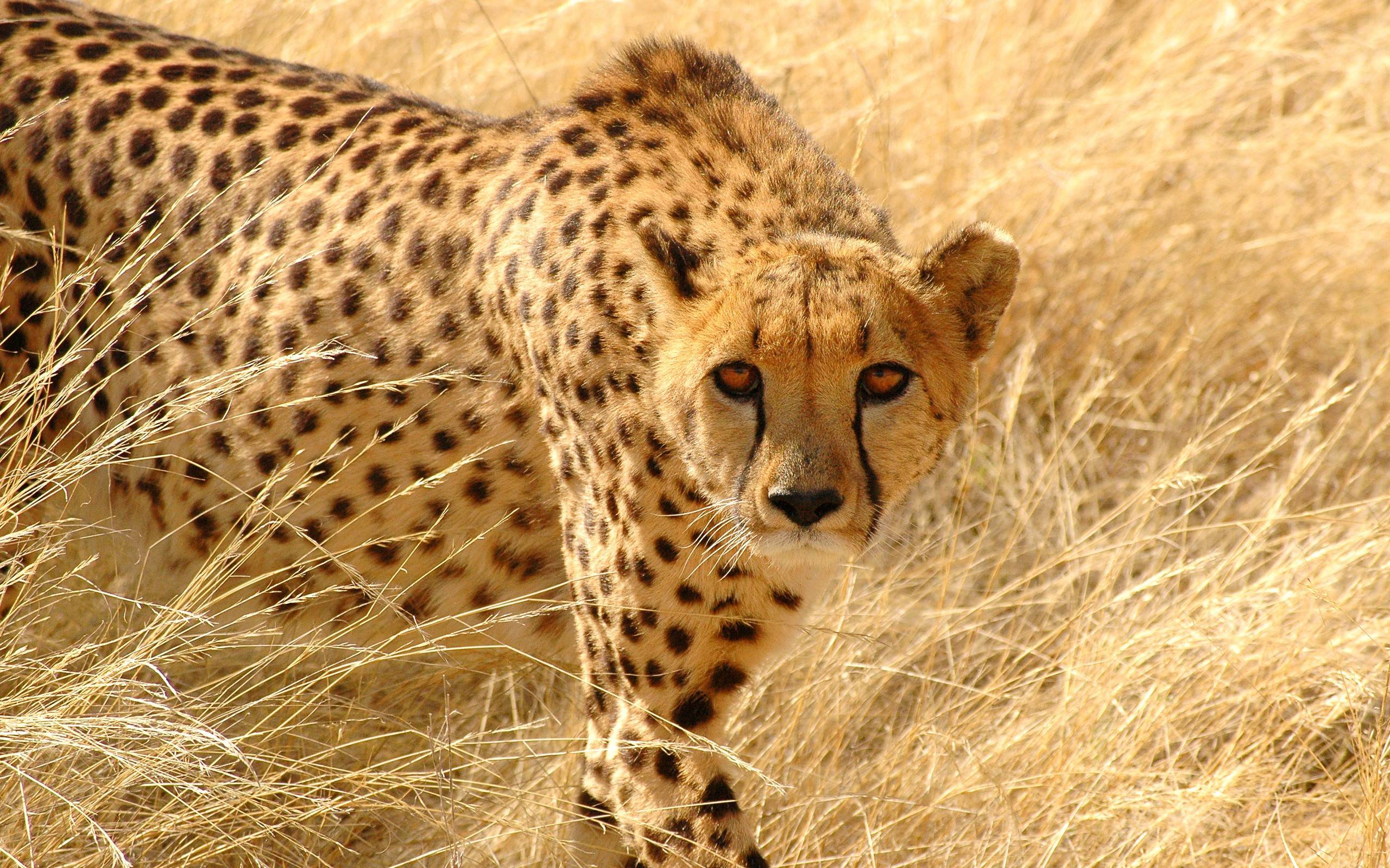 Cheetah Wallpapers Wallpaper Cave