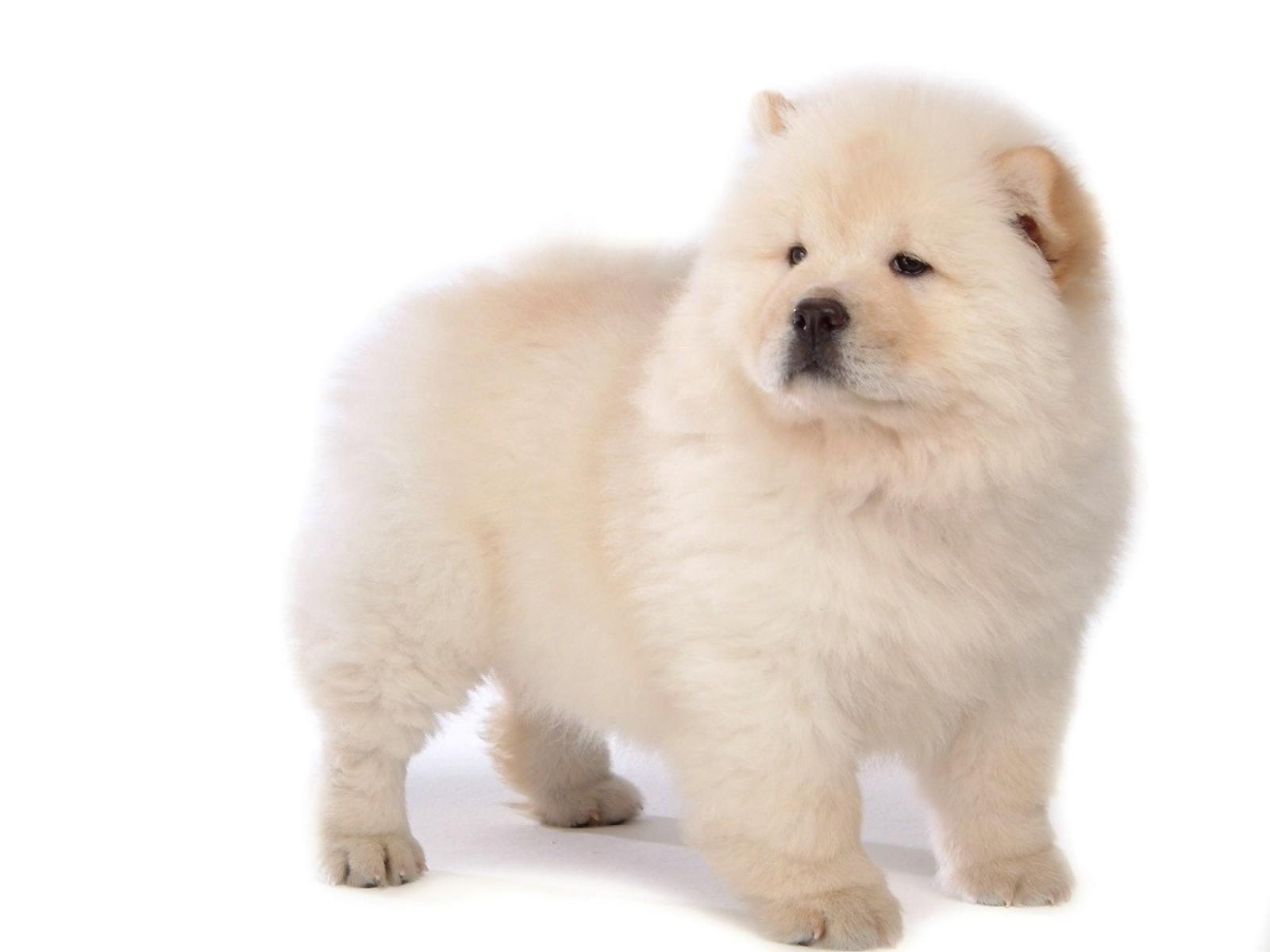 Chow Chow Wallpapers Wallpaper Cave