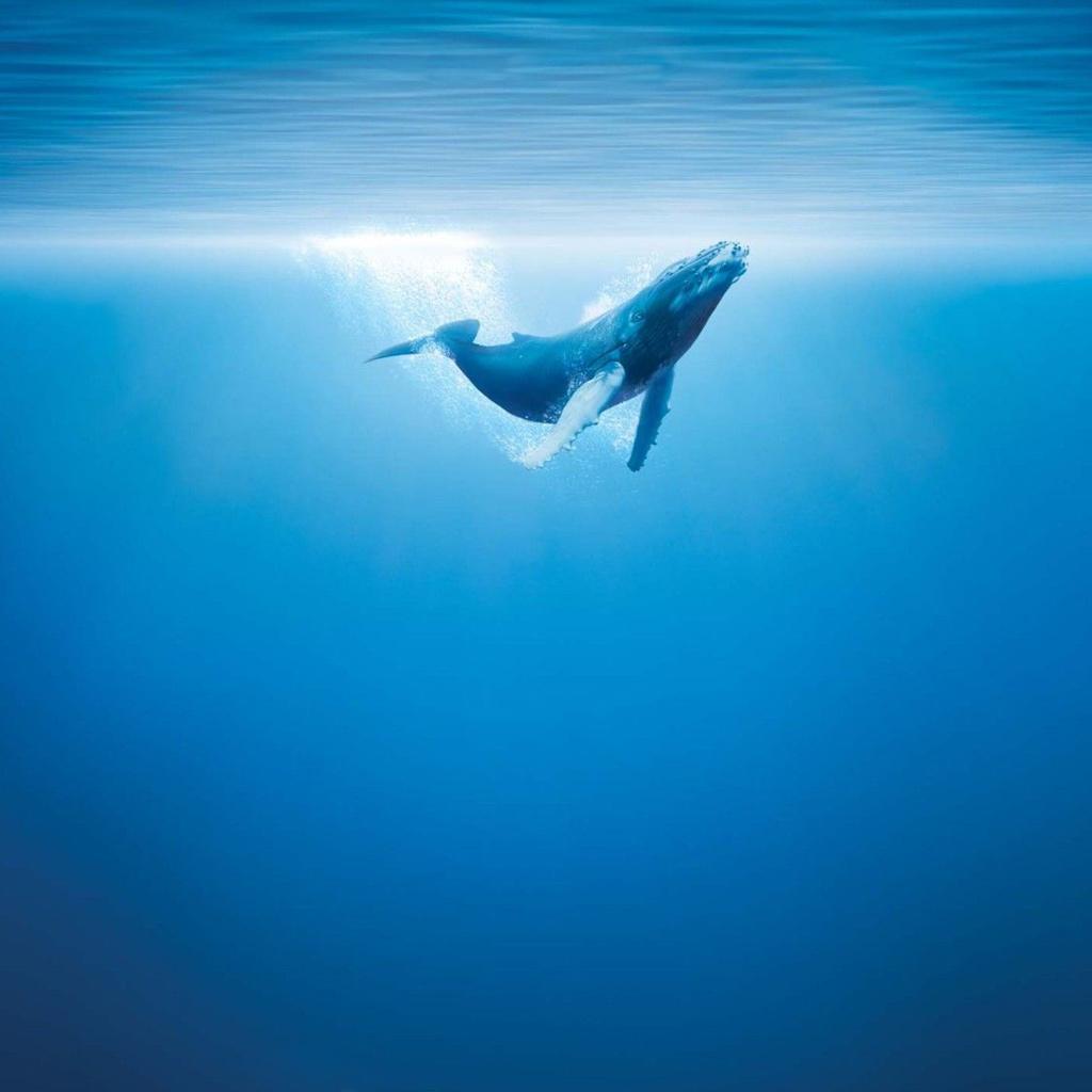 Blue Whale Wallpapers Wallpaper Cave