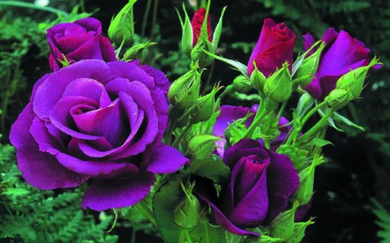 Purple Roses Wallpapers Wallpaper Cave