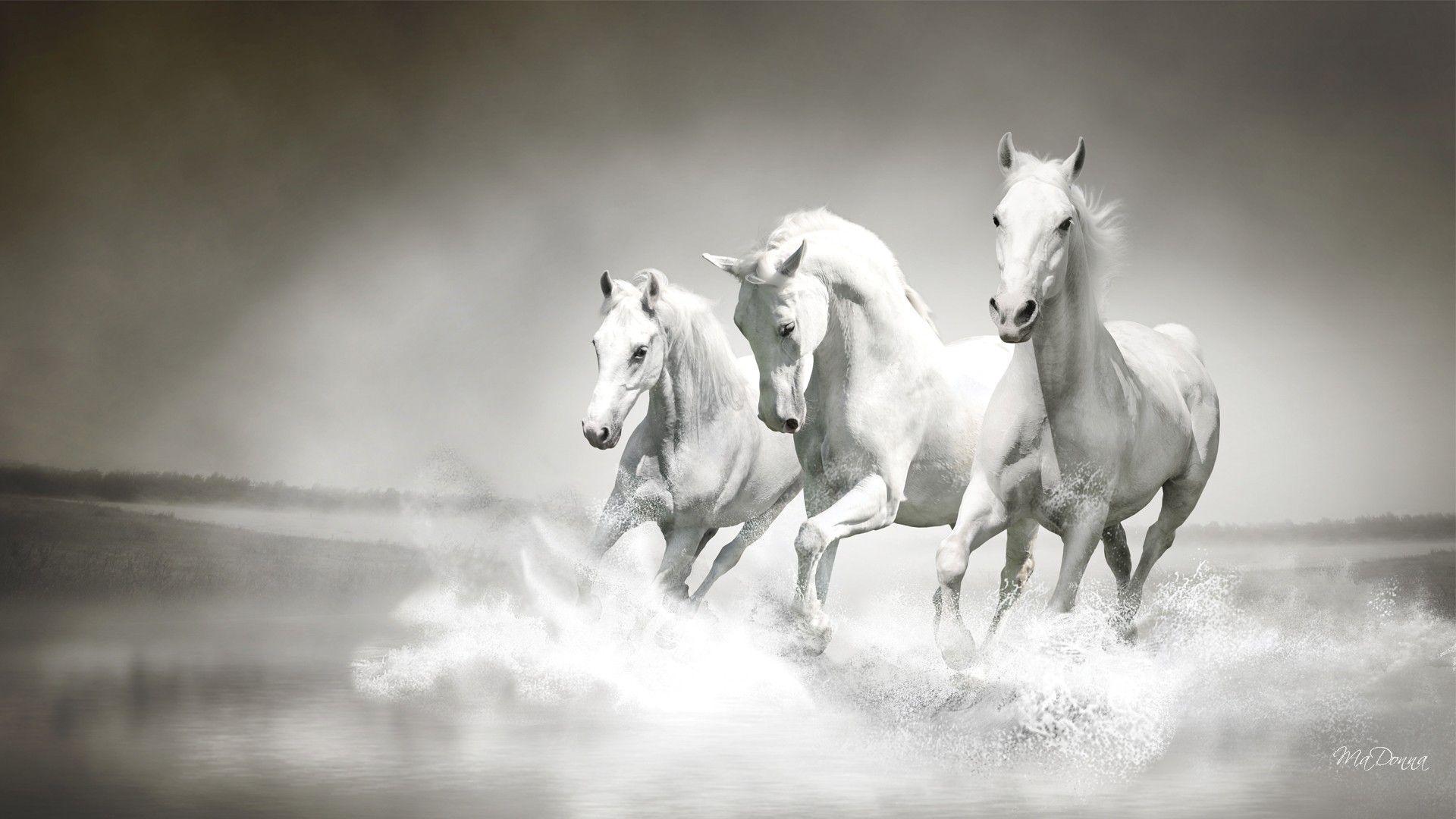 White Horse Wallpapers Wallpaper Cave