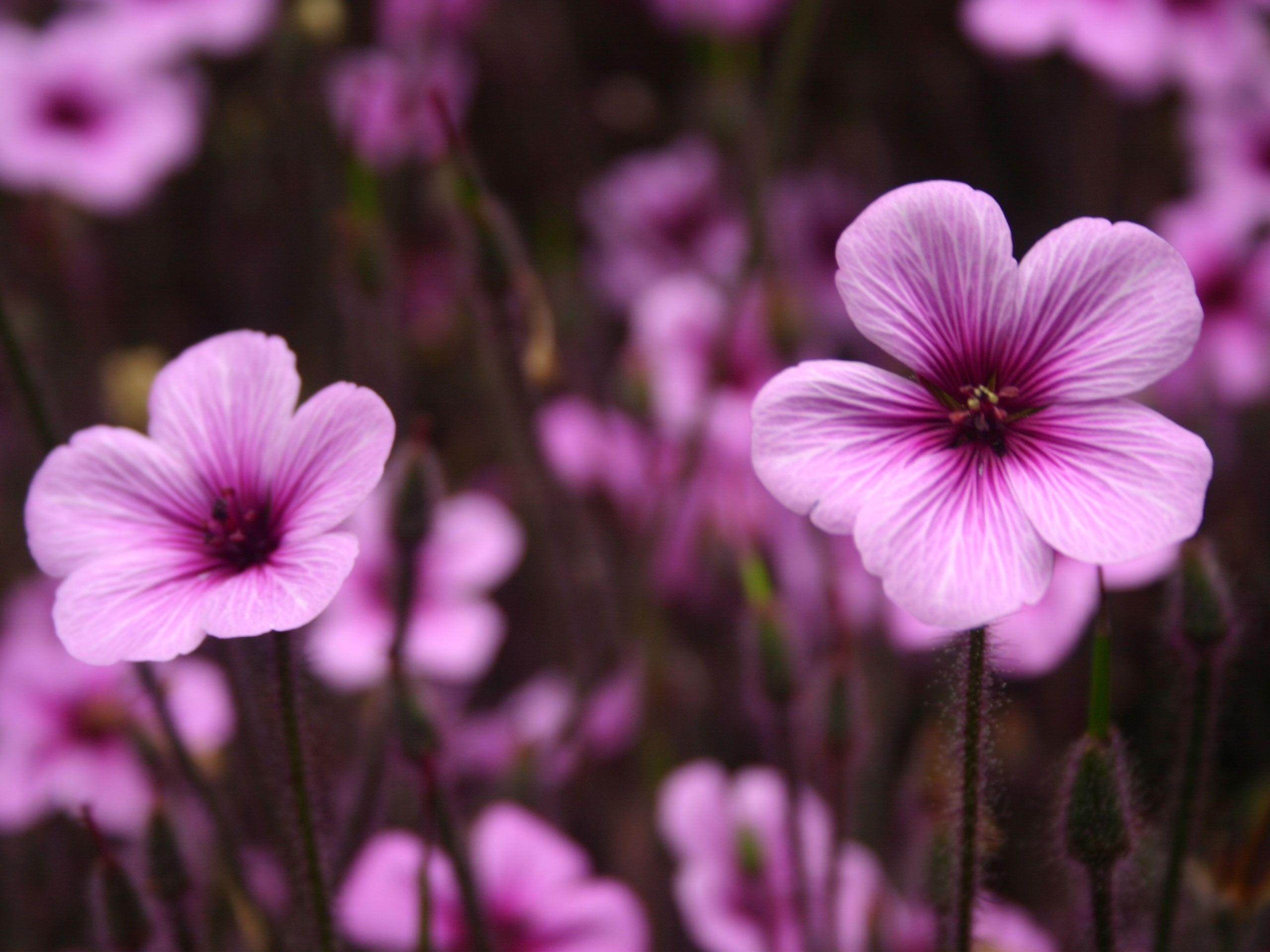 Purple Flowers Wallpapers Wallpaper Cave