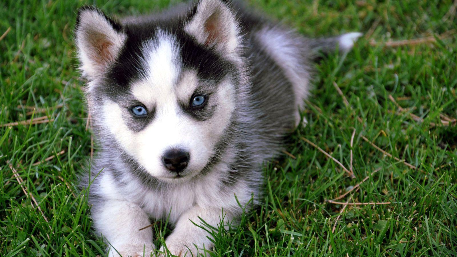 Baby Dog Wallpapers Wallpaper Cave