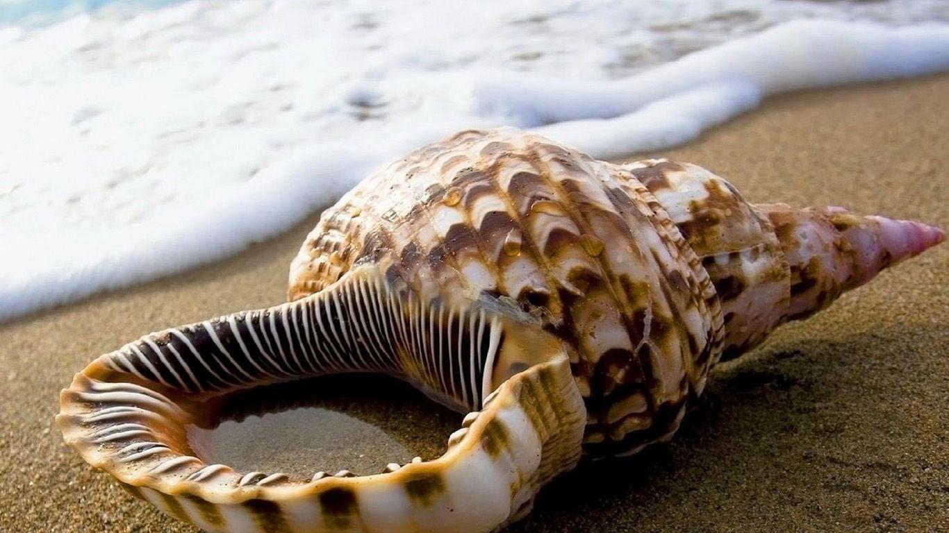 Seashell Wallpapers Wallpaper Cave