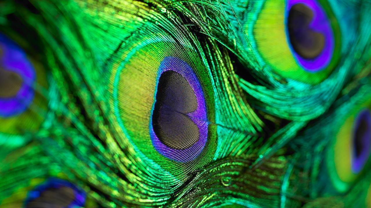 Peacock Feather Wallpapers Wallpaper Cave