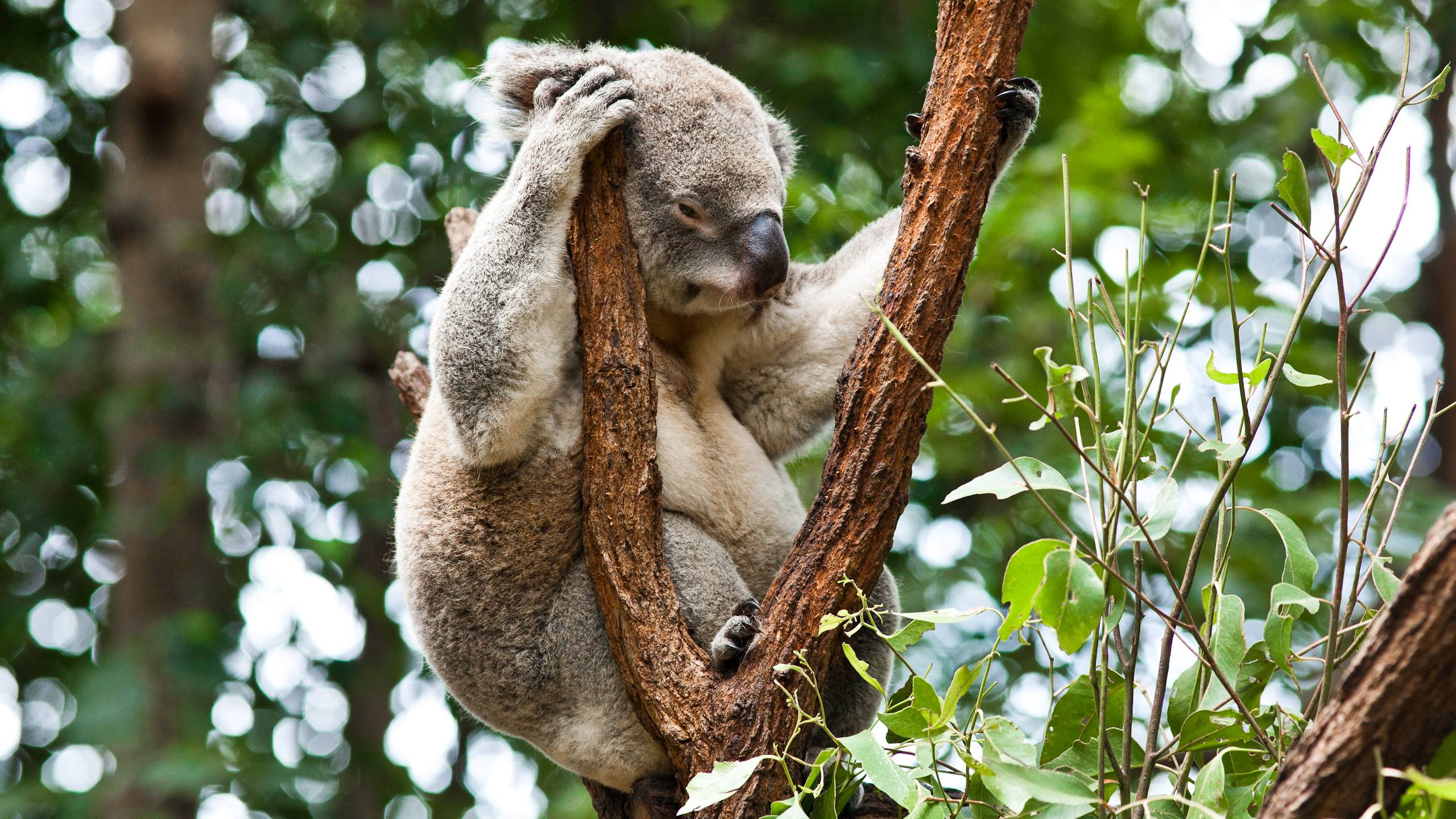 Koala Wallpapers Wallpaper Cave