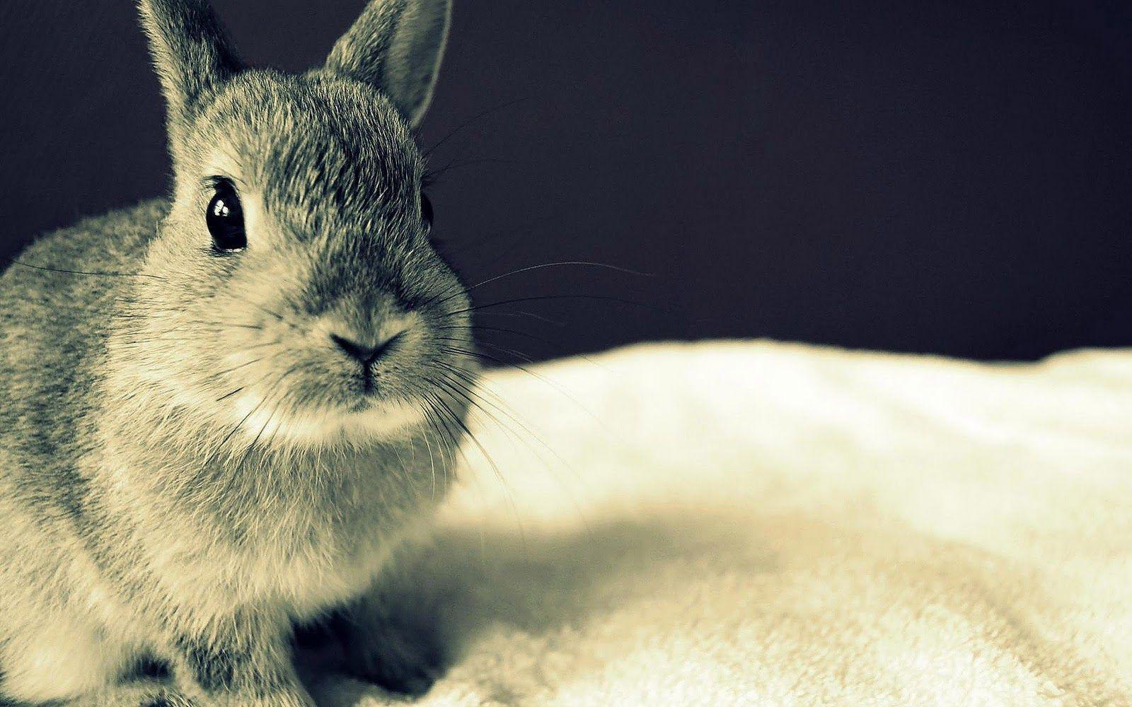 White Rabbit Wallpapers Wallpaper Cave